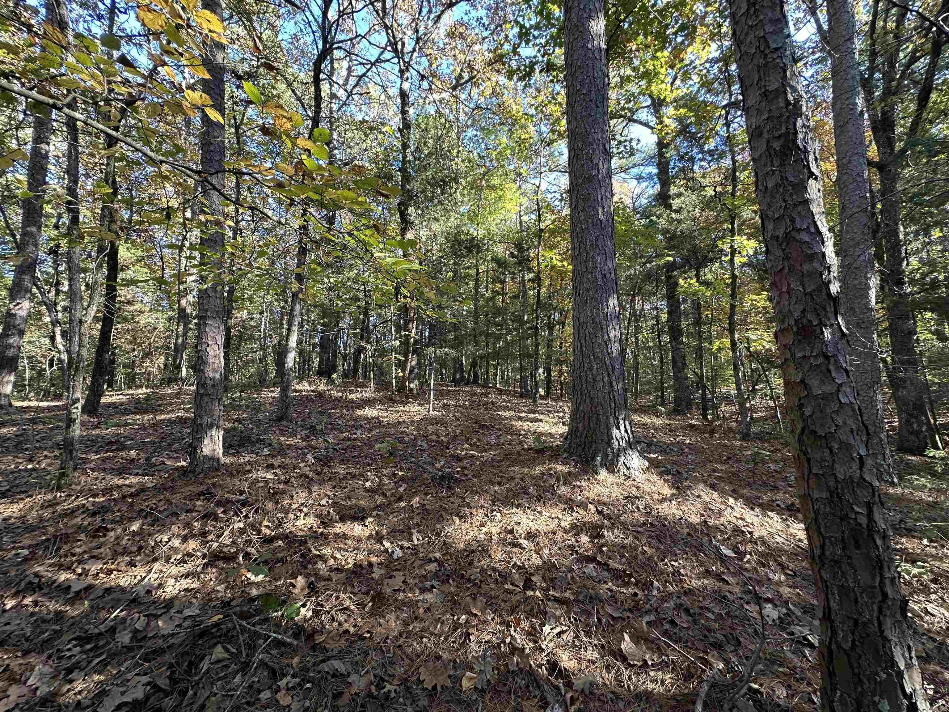 226 Cathedral Pines Ln  Mena, AR