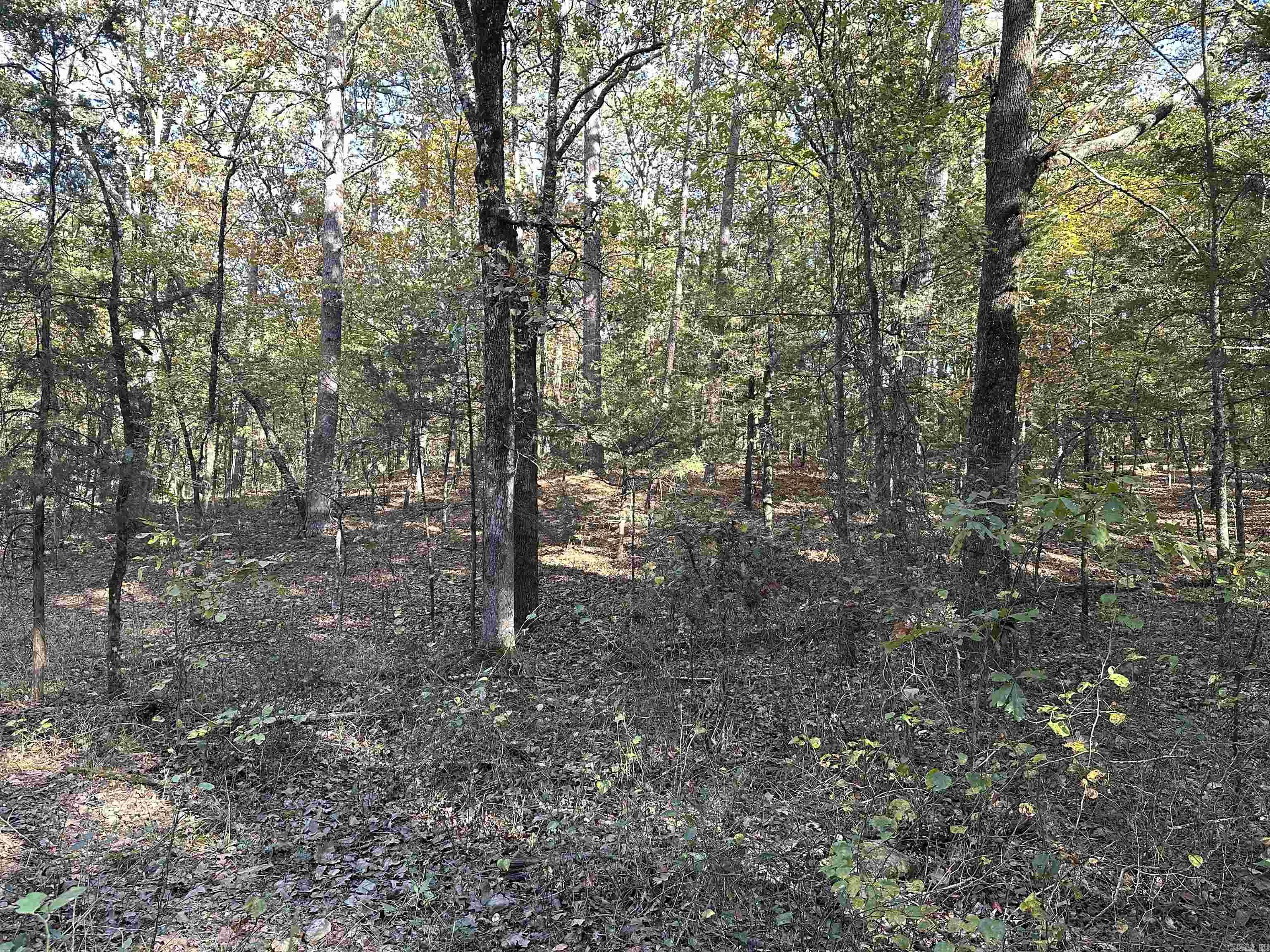 226 Cathedral Pines Ln  Mena, AR