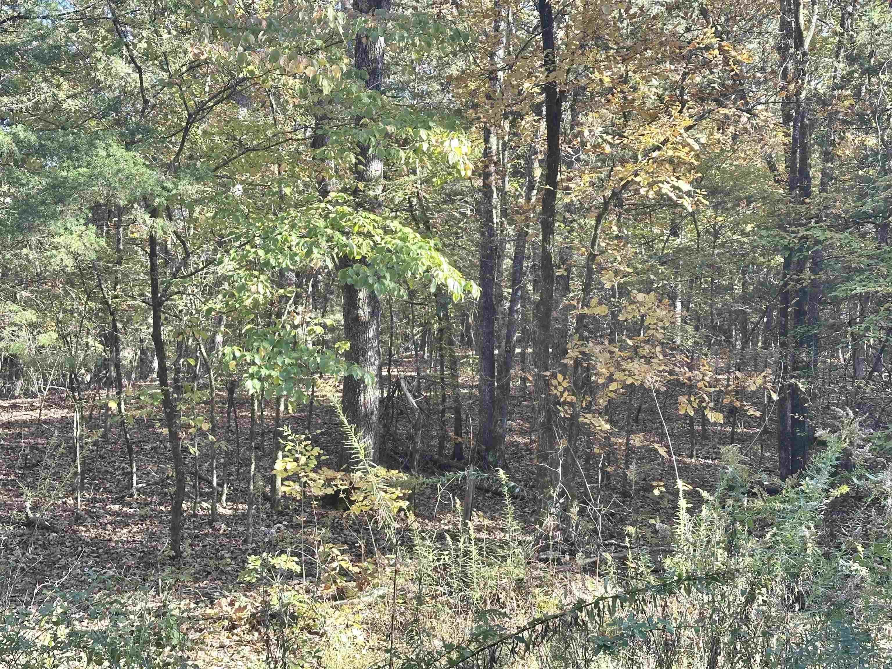 226 Cathedral Pines Ln  Mena, AR