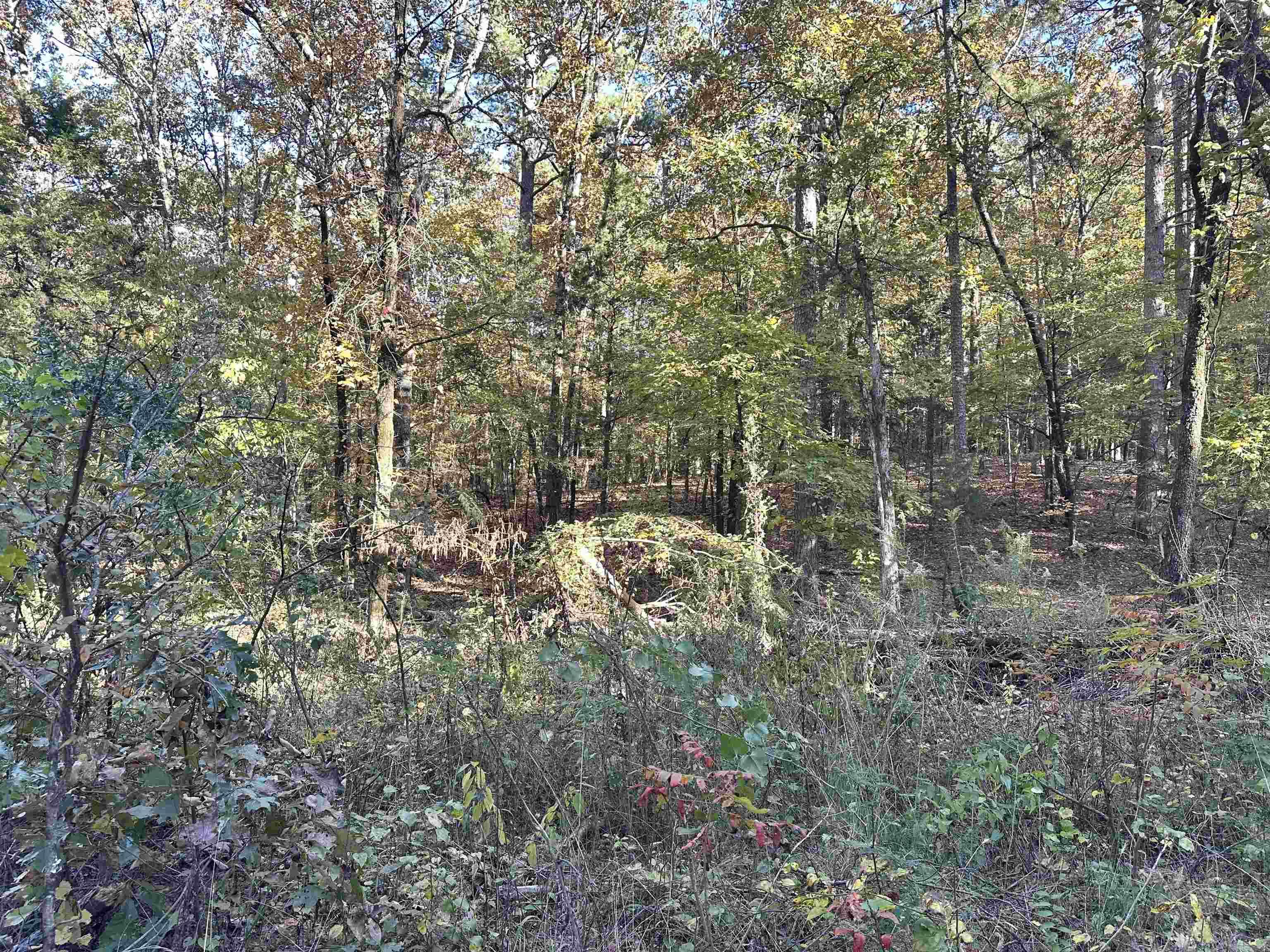 226 Cathedral Pines Ln  Mena, AR