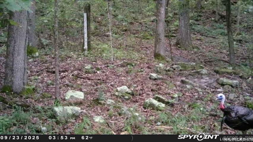 480 Hickory Hill  Drasco, AR