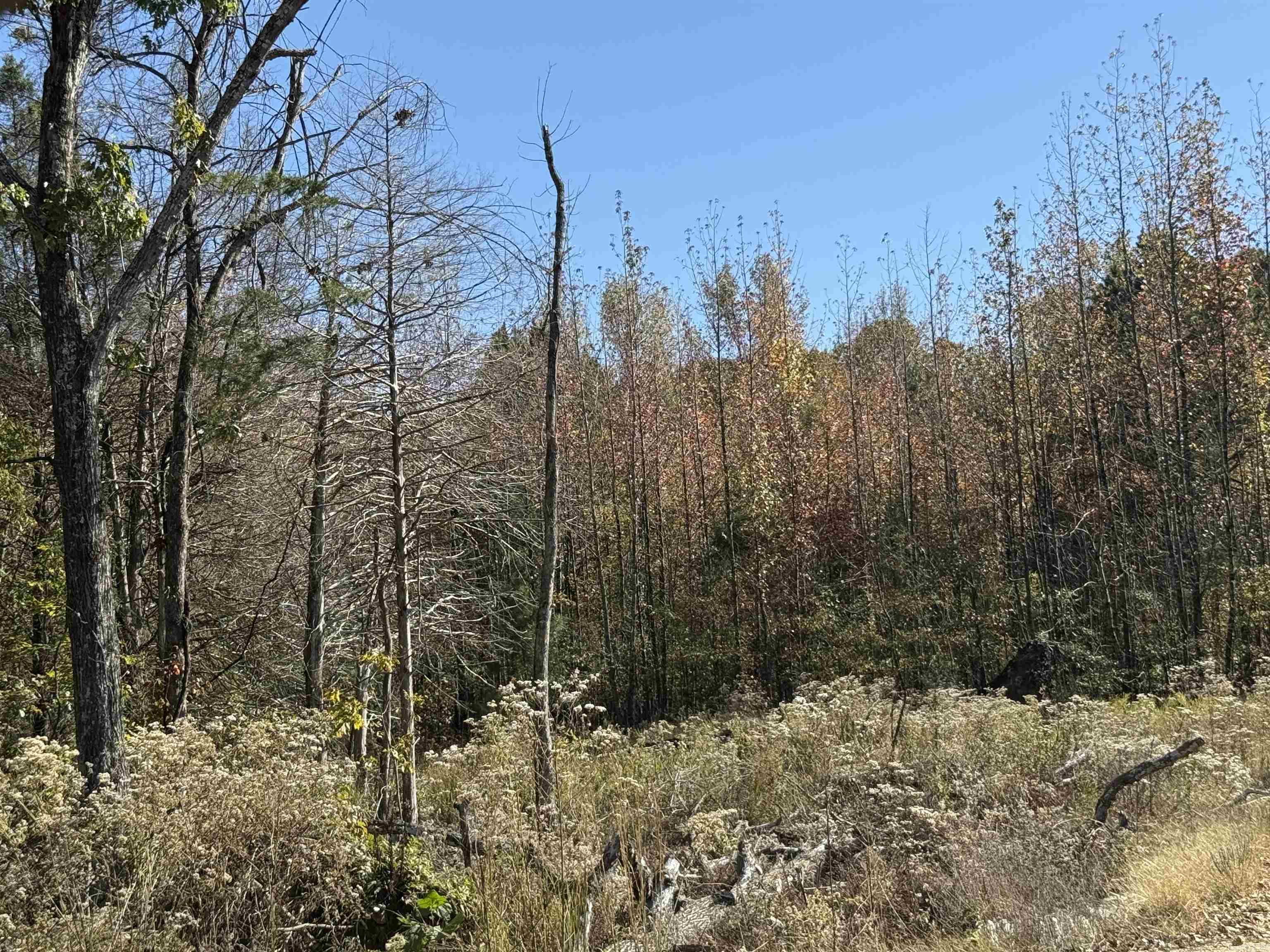 9.57 acres Greene 756  Paragould, AR