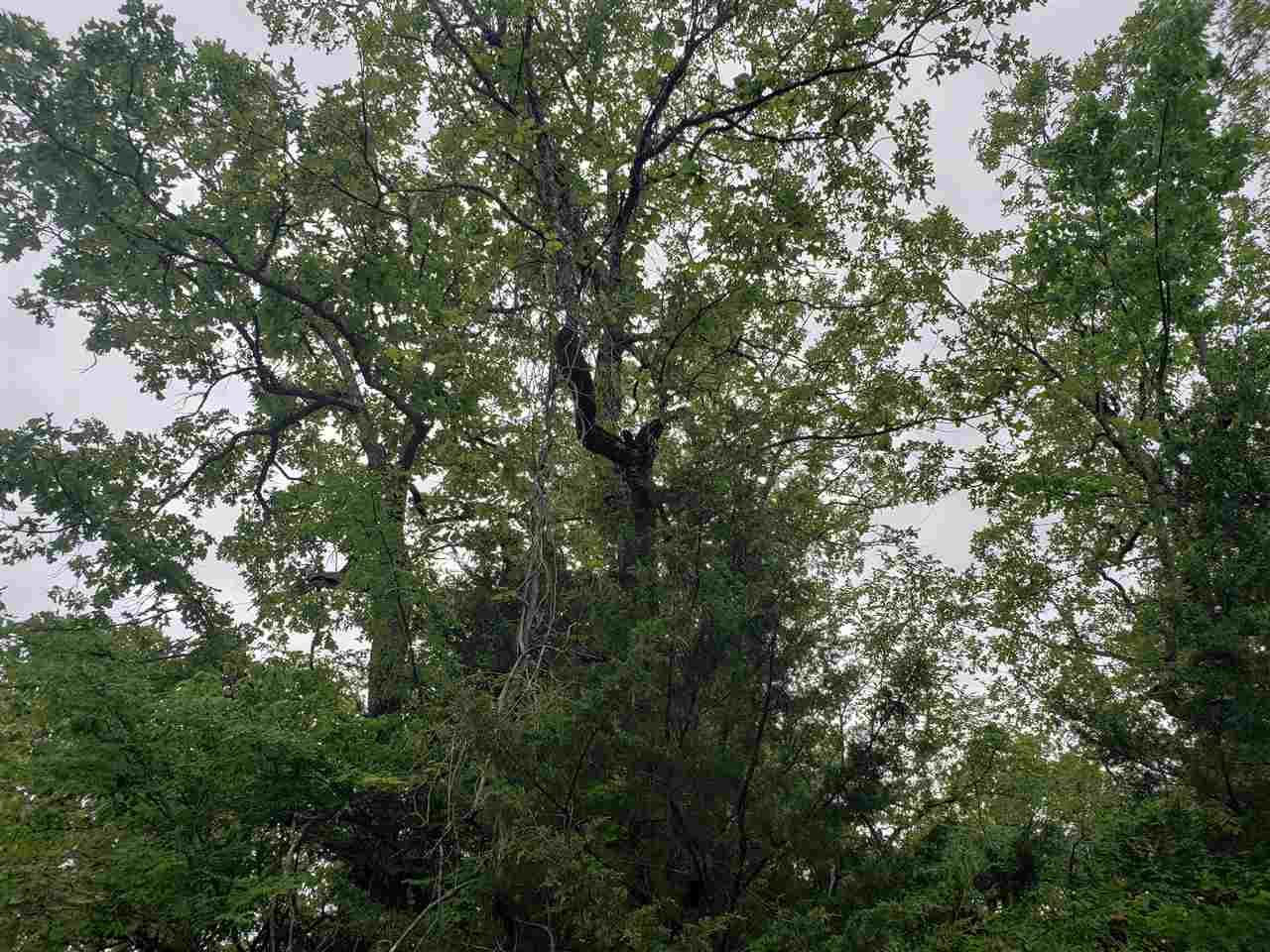 L-8 B-11 Micco  Cherokee Village, AR