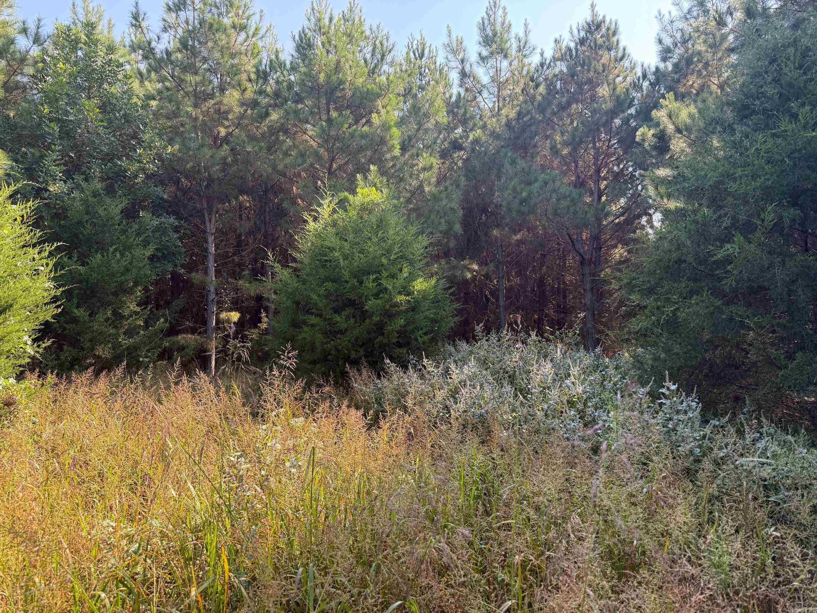 186 Wayback Lane  Cove, AR