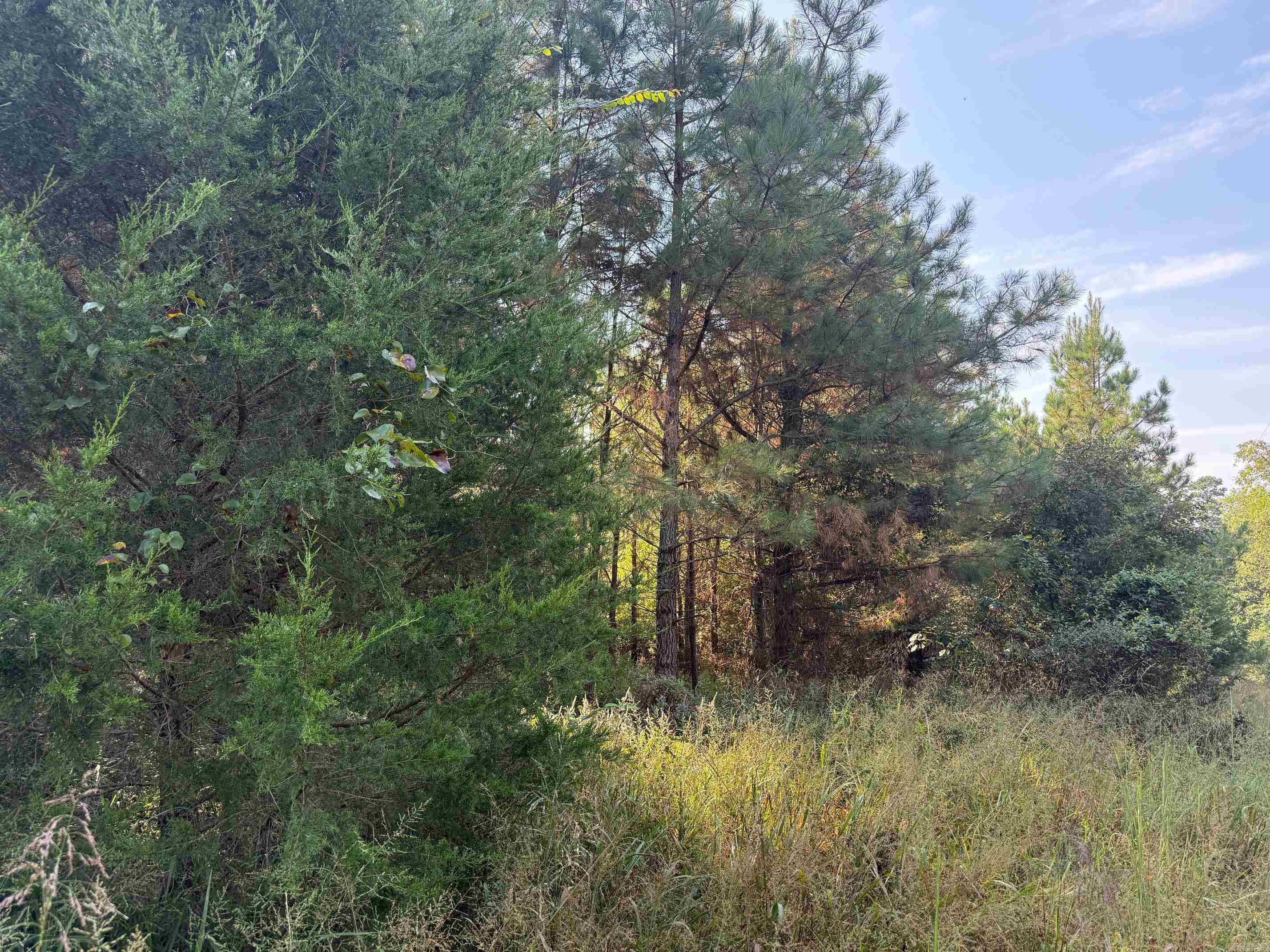 186 Wayback Lane  Cove, AR