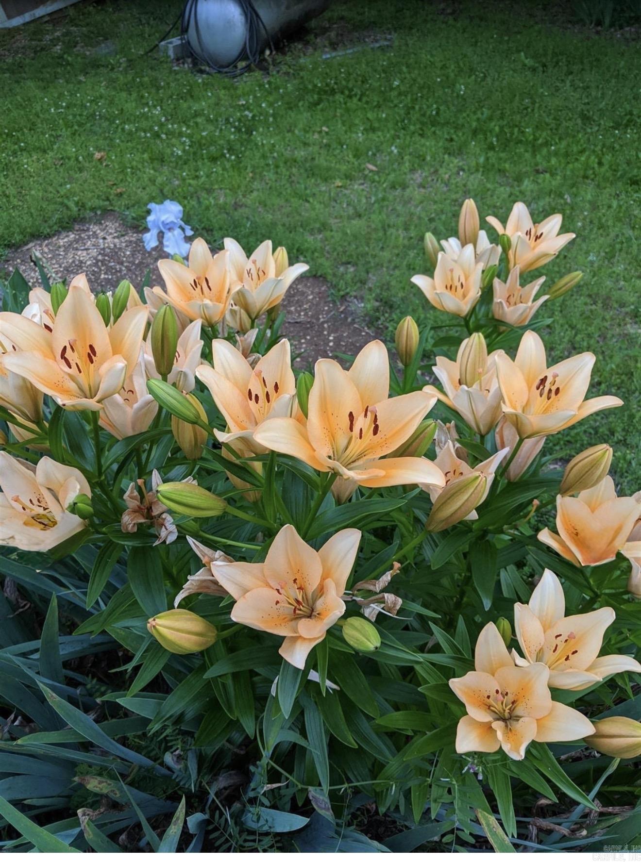 1010 Gum Springs  Rison, AR