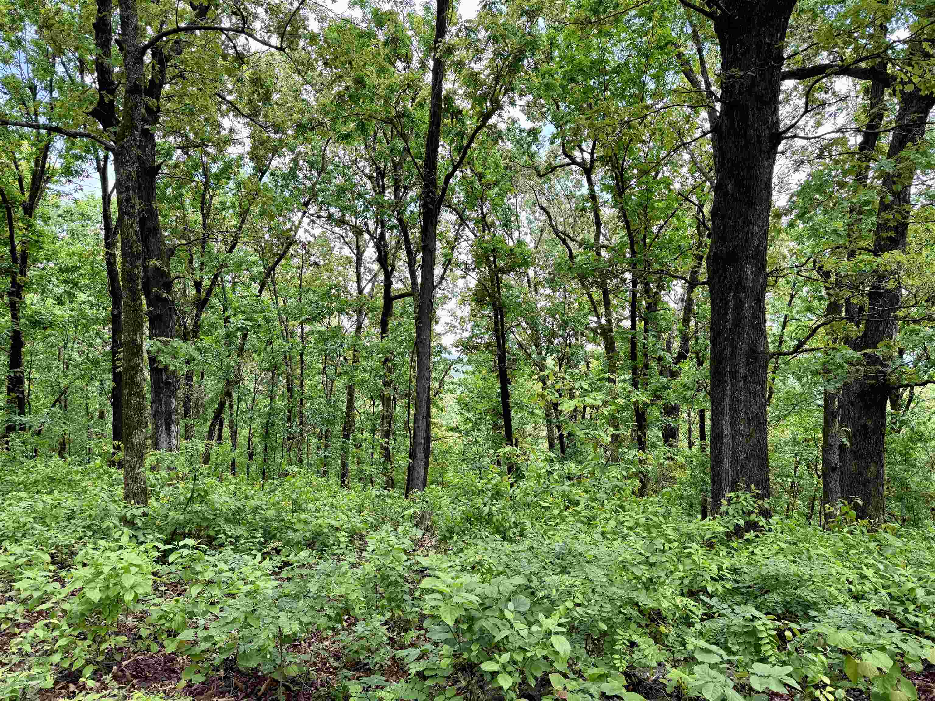 11542 S AR HWY 9 Highway Melbourne, AR 72556