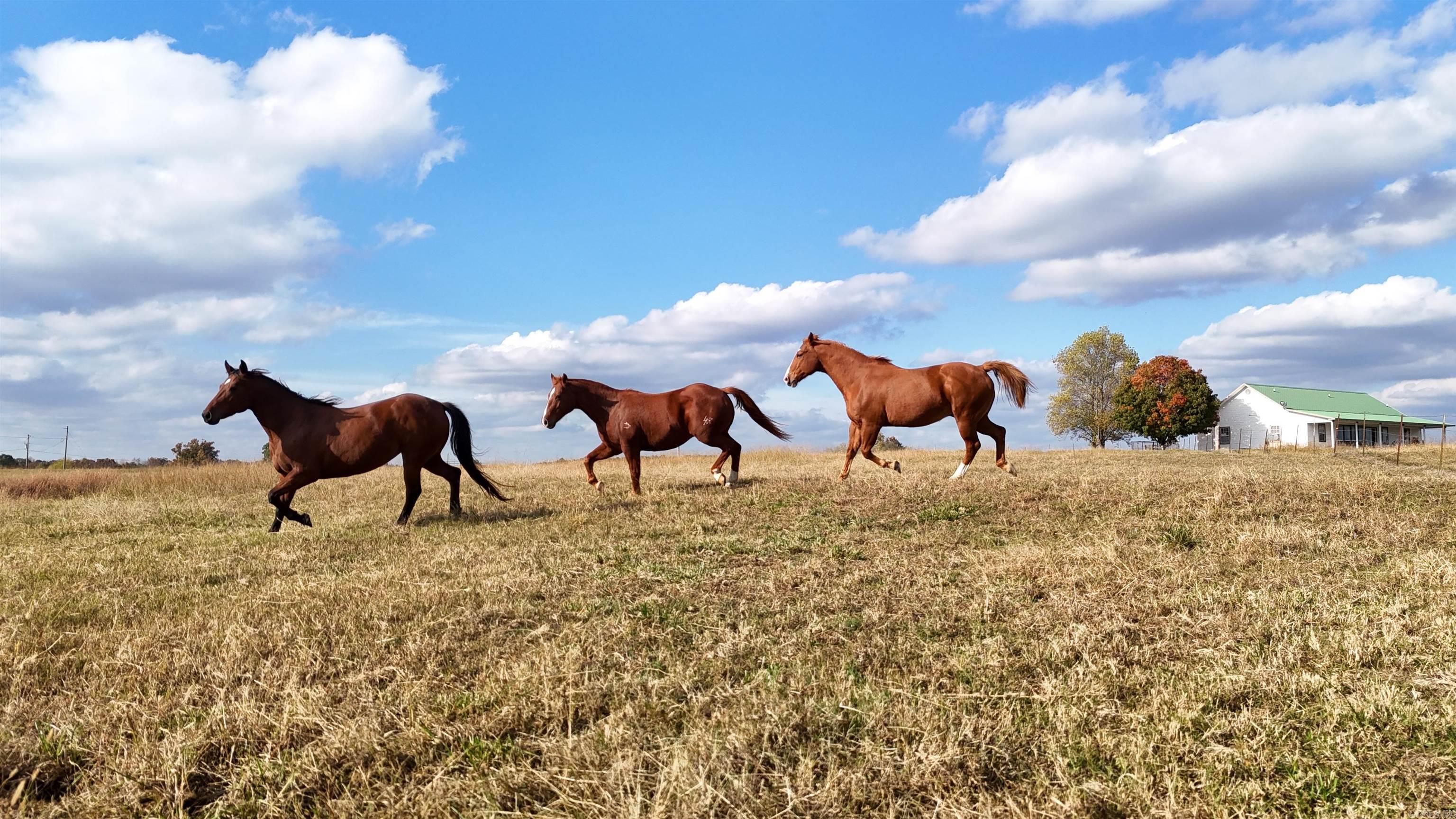 1768 Cutoff Road Road Clinton, AR 72031