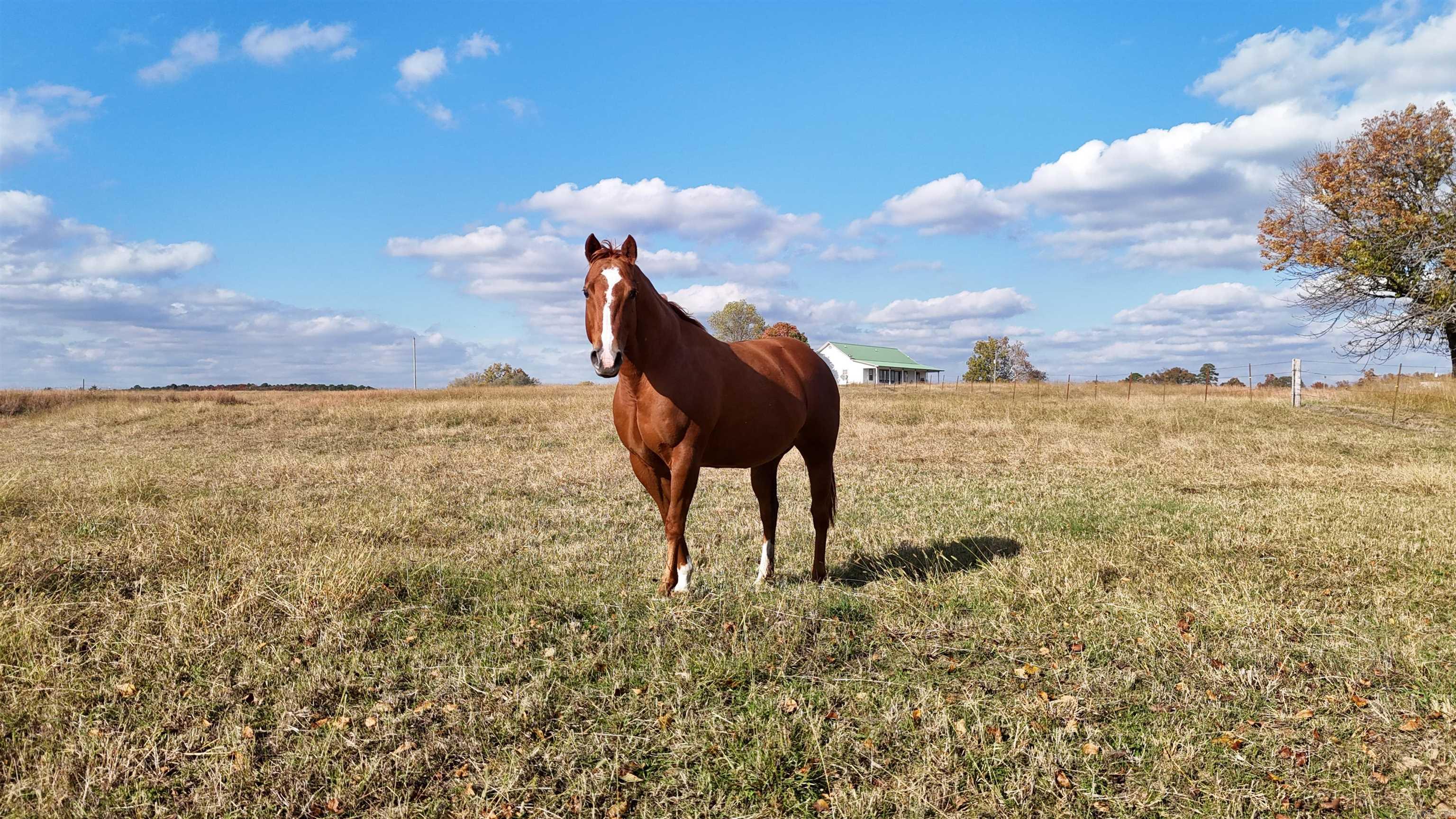 1768 Cutoff Road Road Clinton, AR 72031