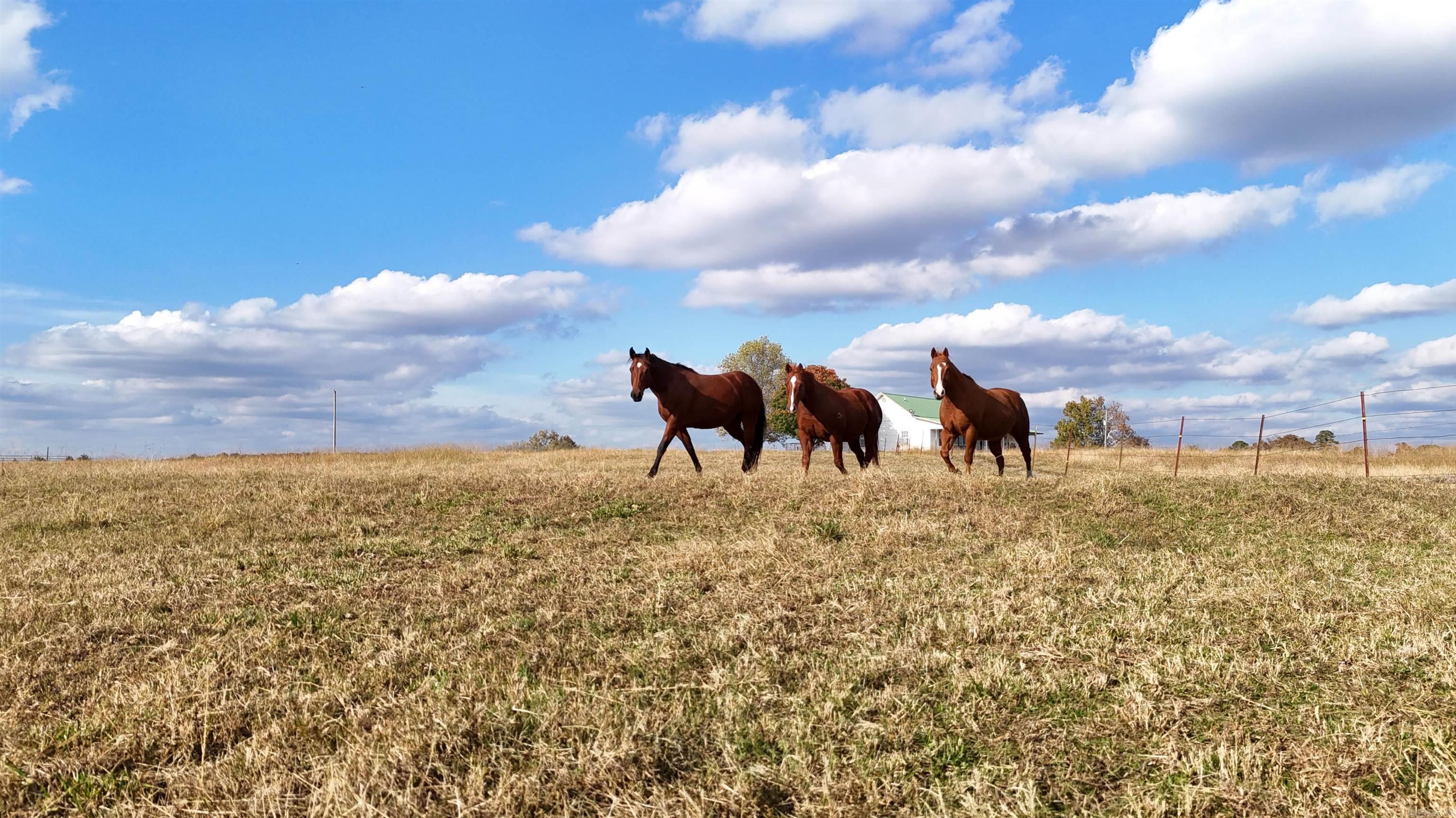 1768 Cutoff Road Road Clinton, AR 72031