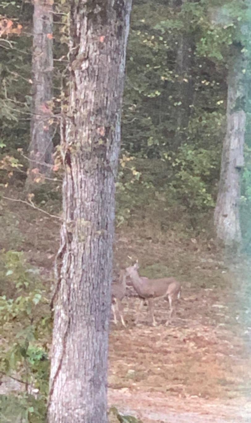 510 Good Spur Shirley, AR 72153