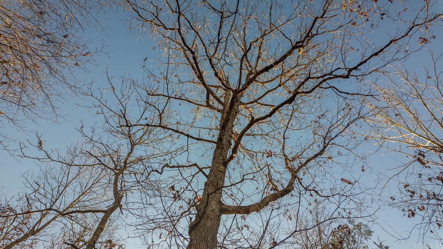 000 Timbercrest Road  Viola, AR