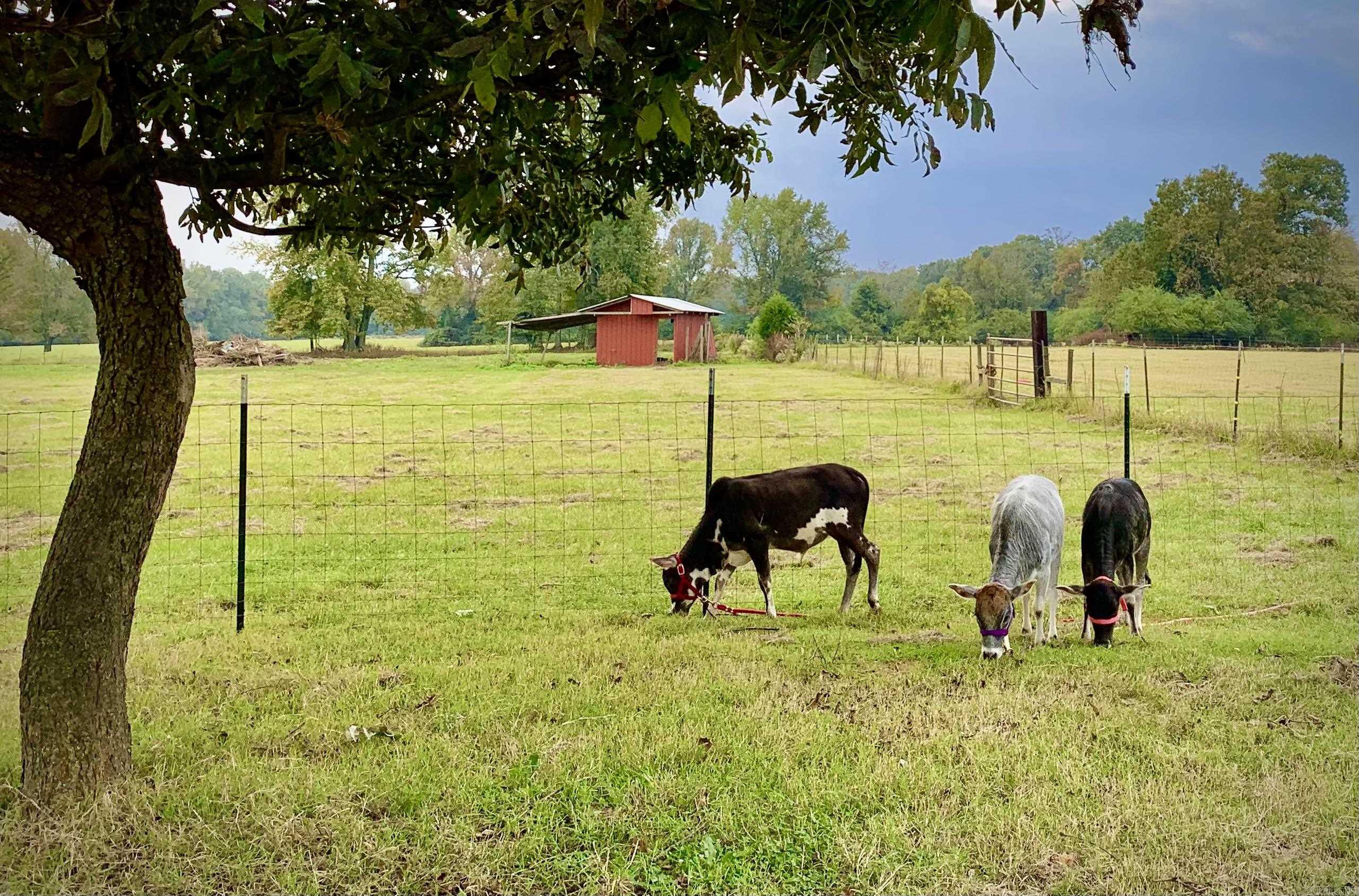 215 Williamson Boulevard Lonoke, AR 72086