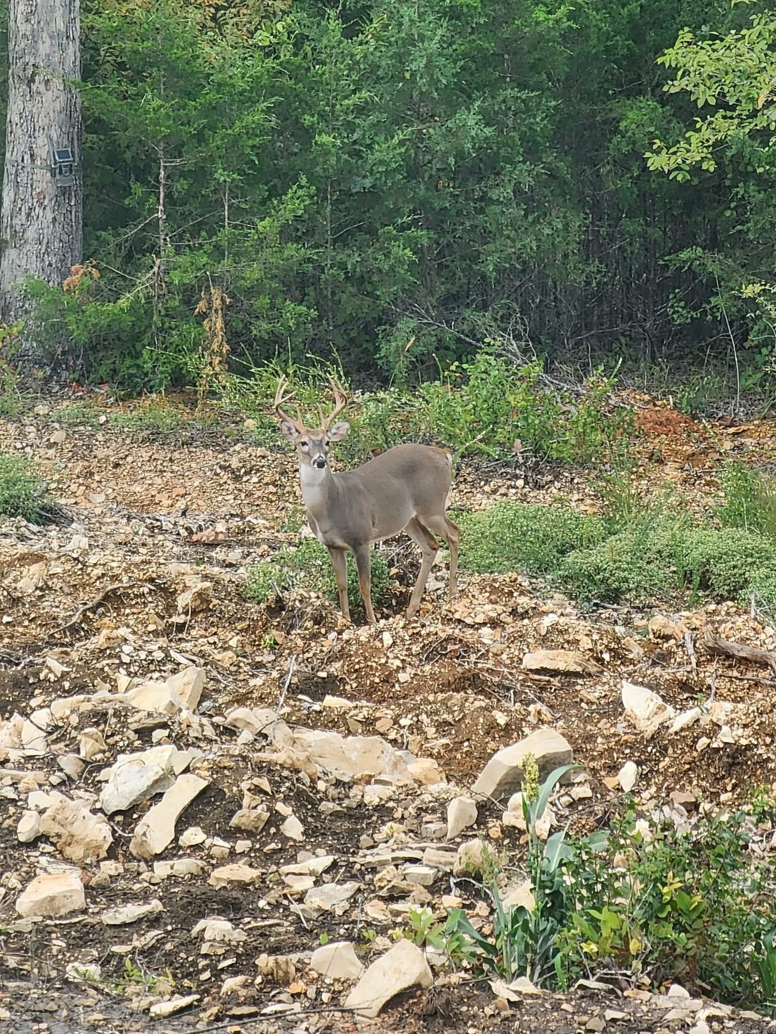 118 Linda Vista  Yellville, AR