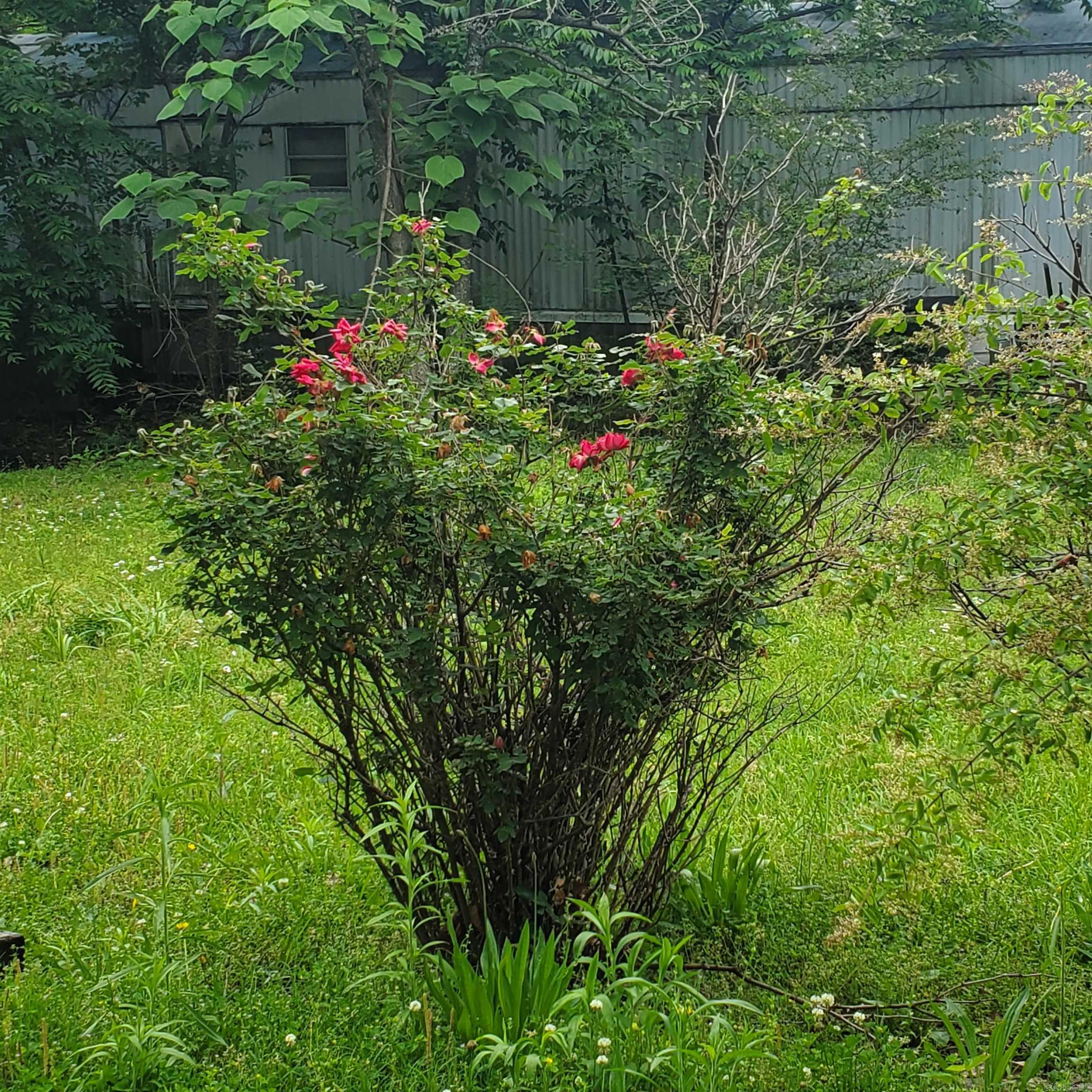 605A Alamo  Mountain View, AR