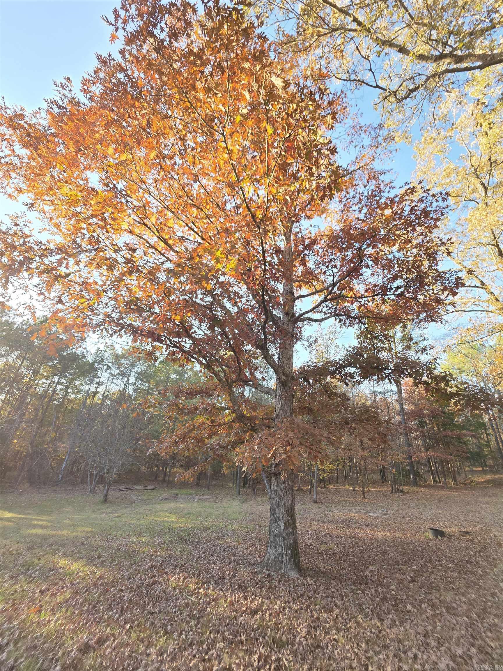 62 Dillard Road Glenwood, AR 71943