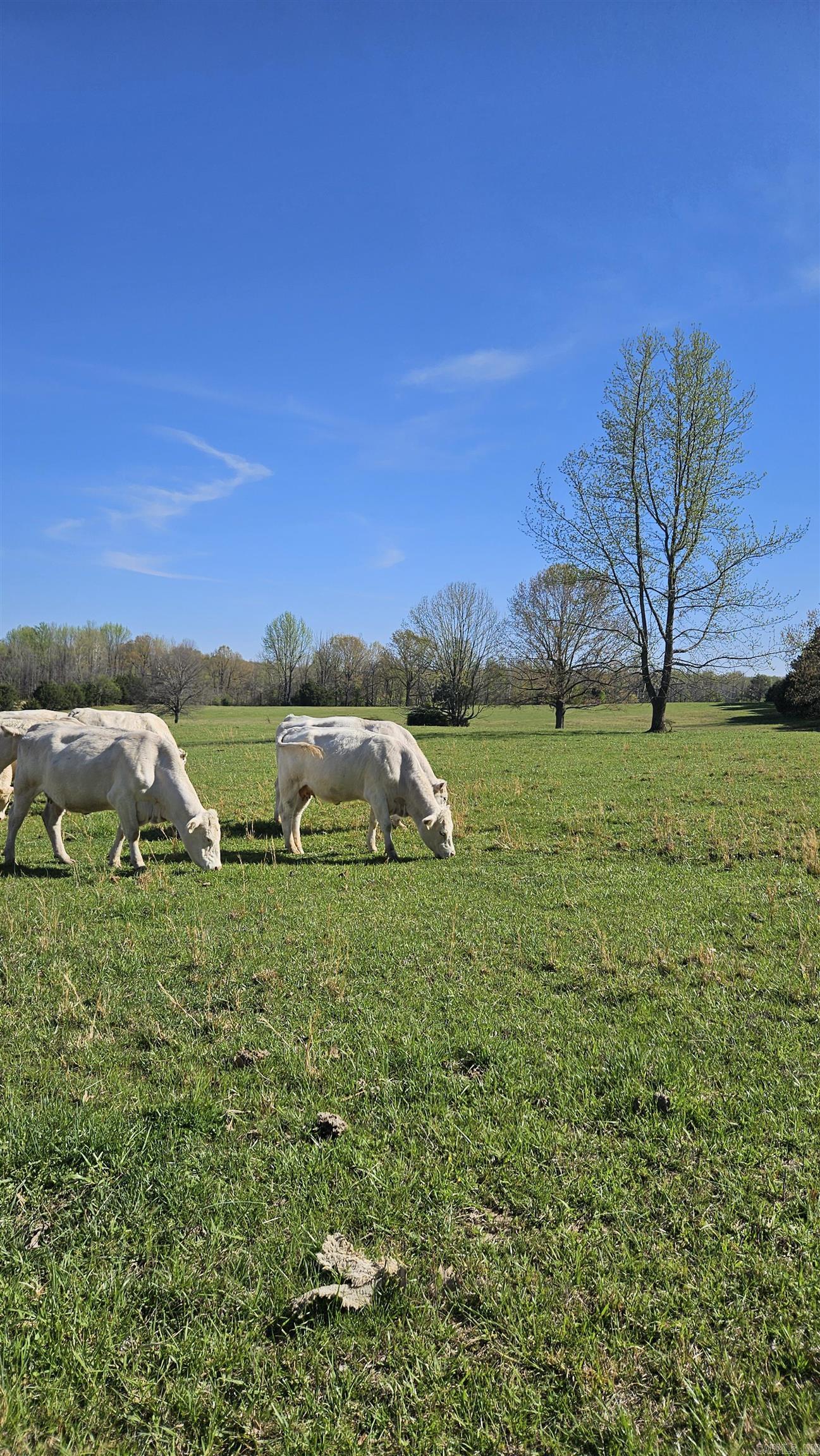 194 County Road 426  Rector, AR