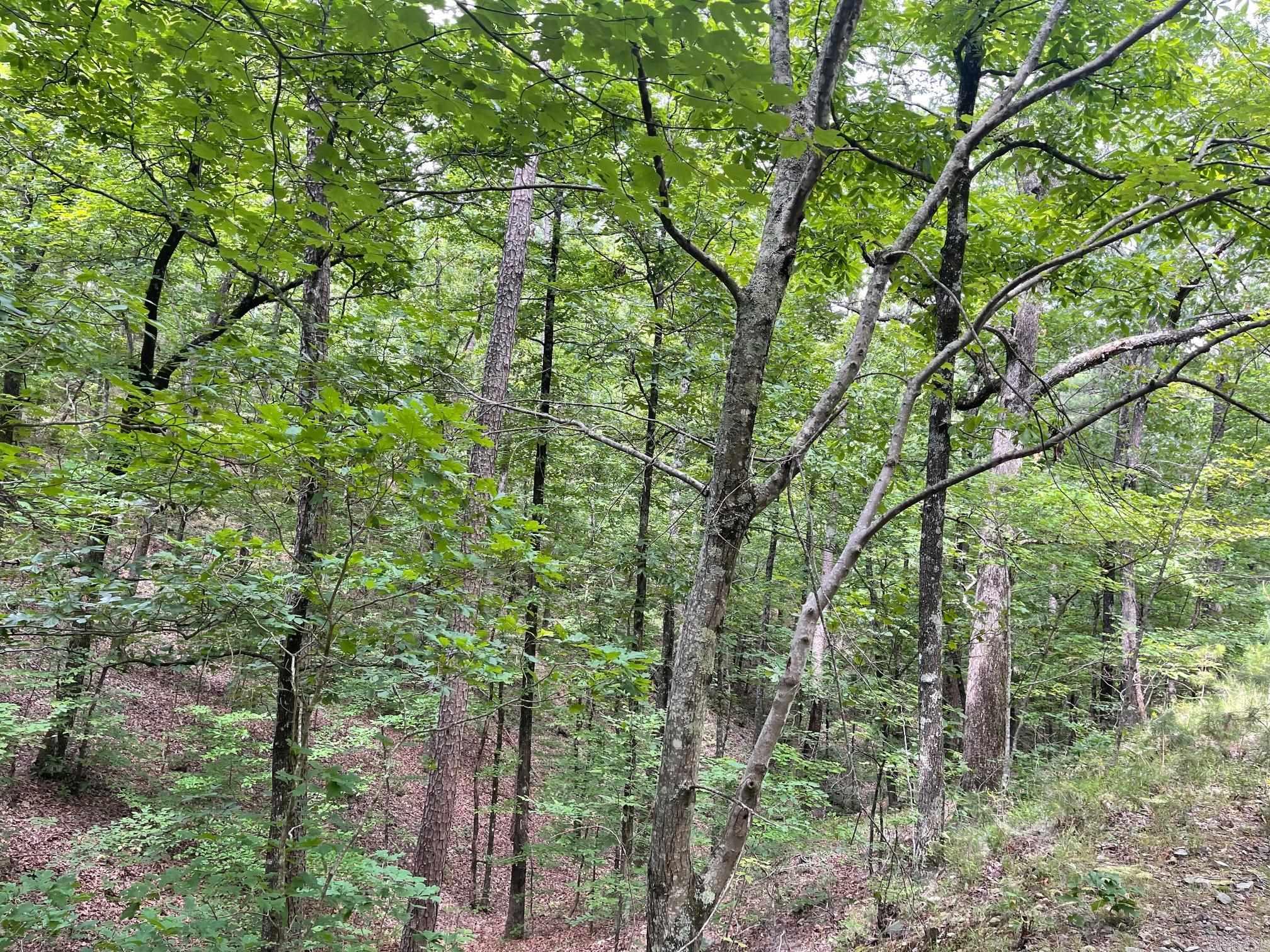 TBD Polk Road 61  Mena, AR