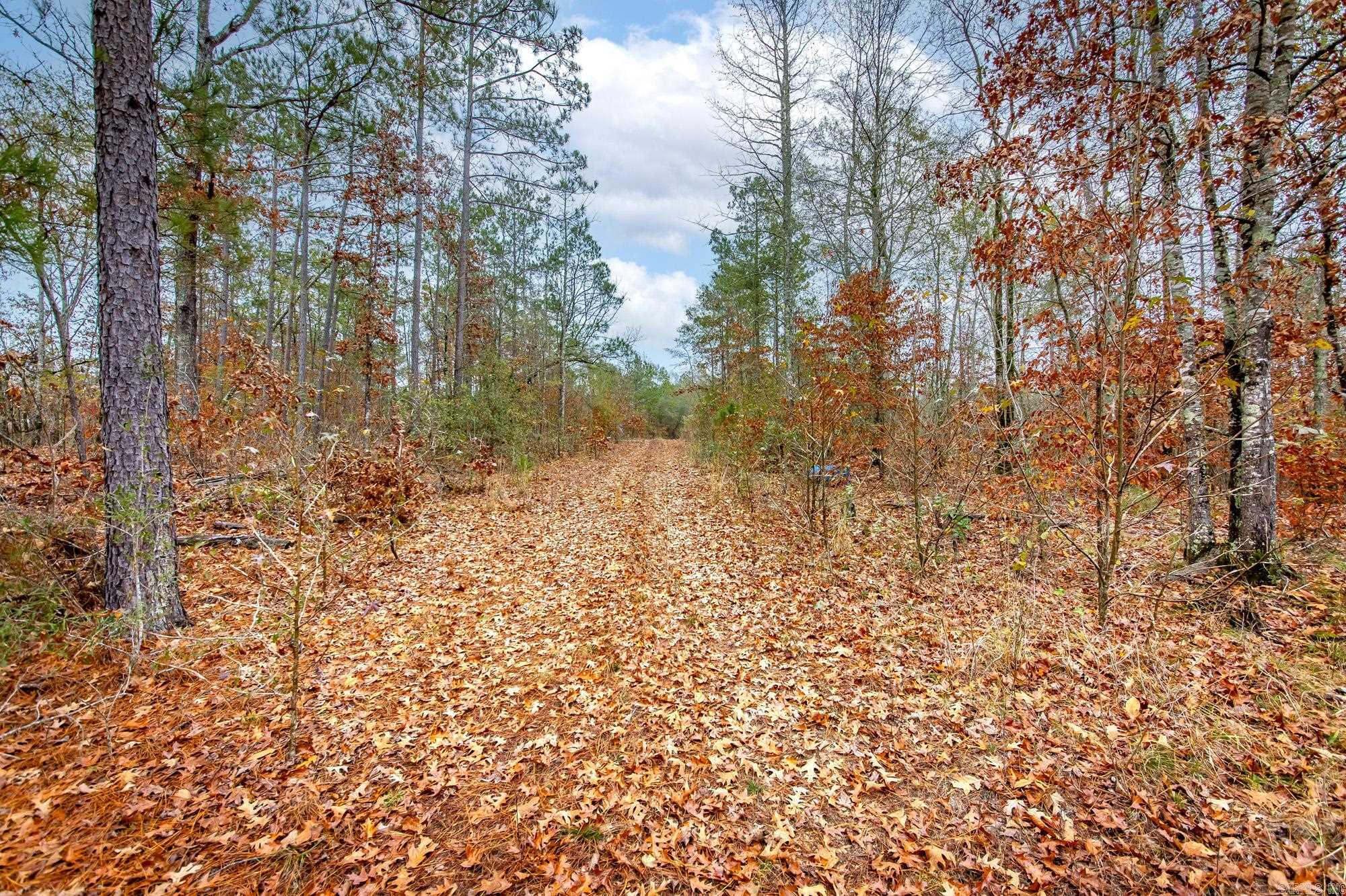  Hwy 24 East, 76 acres  Prescott, AR