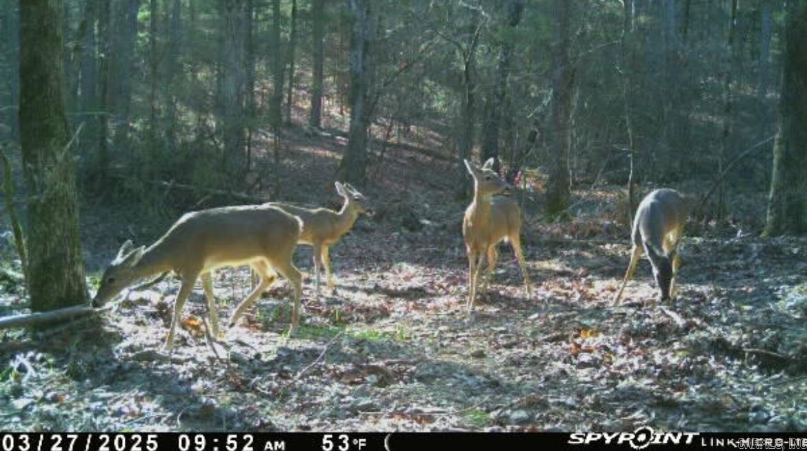 1962 Mountain Park  Shirley, AR