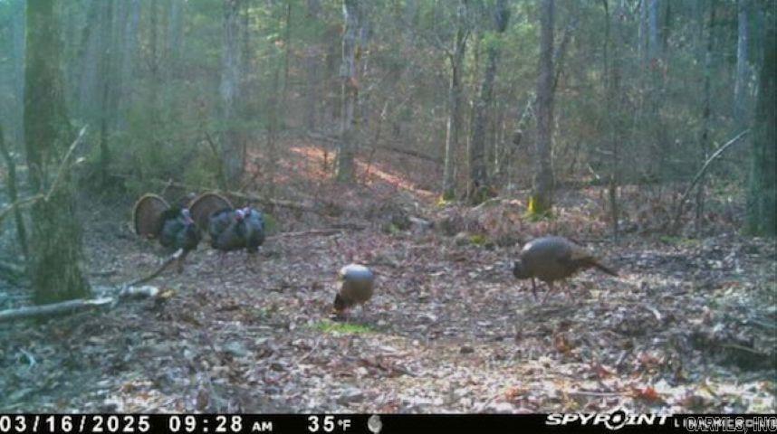 1962 Mountain Park  Shirley, AR