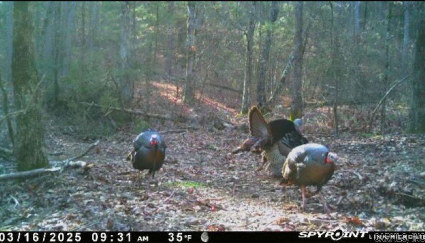 1962 Mountain Park  Shirley, AR