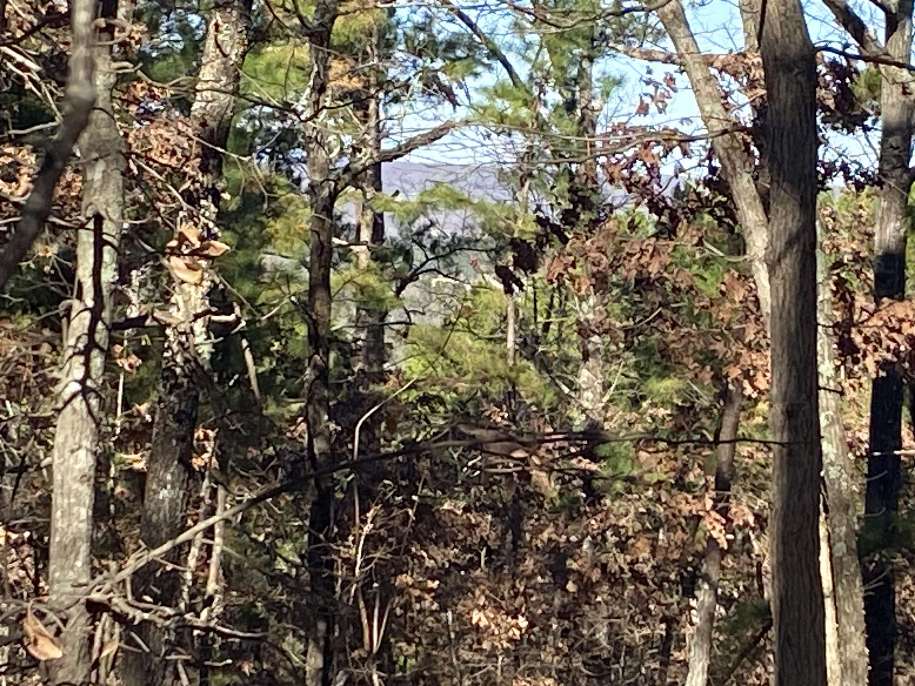 924 Quail Way  Dolph, AR