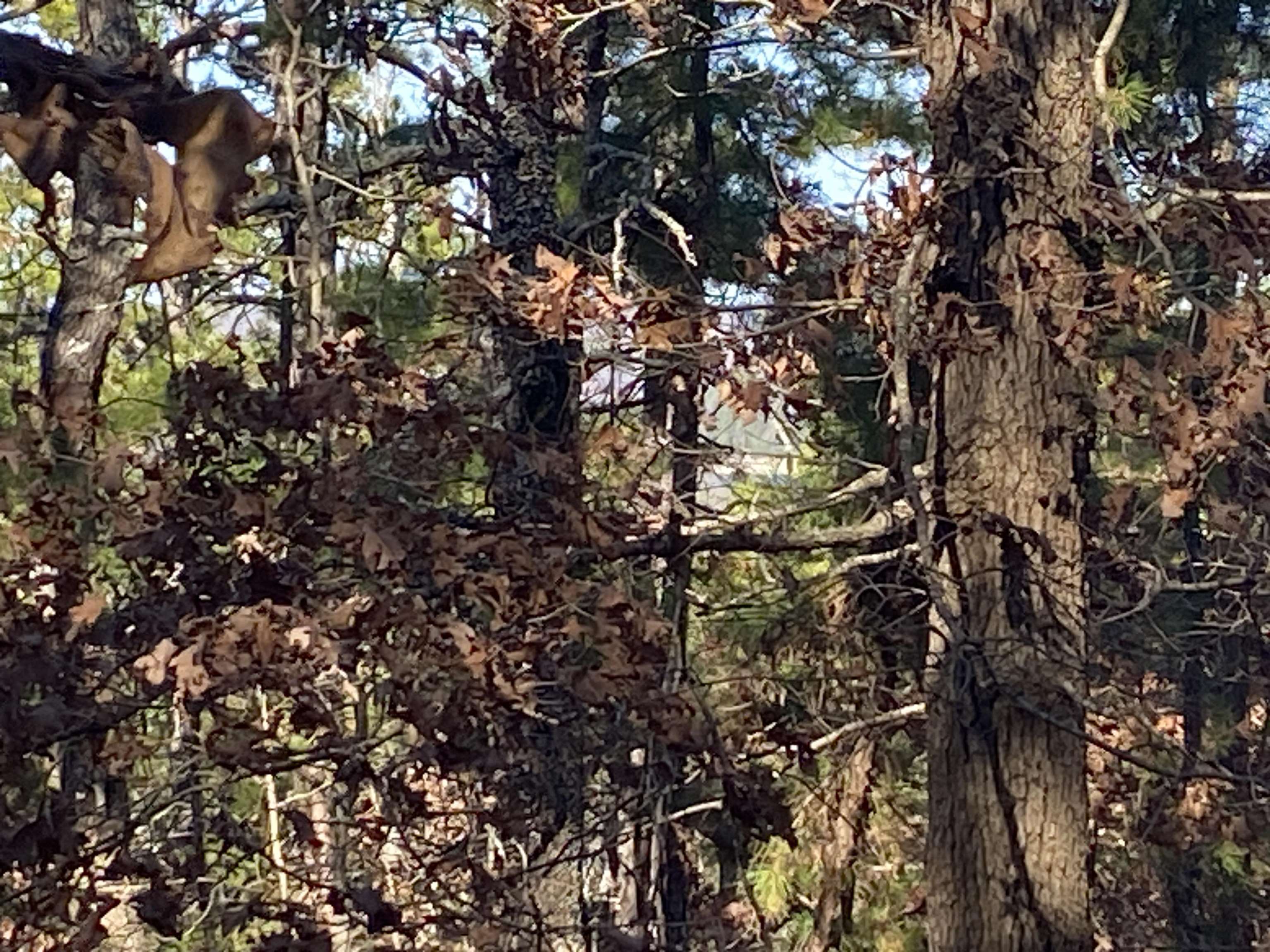 924 Quail Way  Dolph, AR