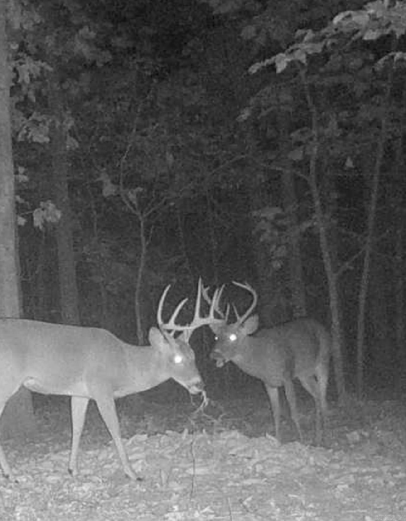 29 Acres County Road 303  Cherry Valley, AR