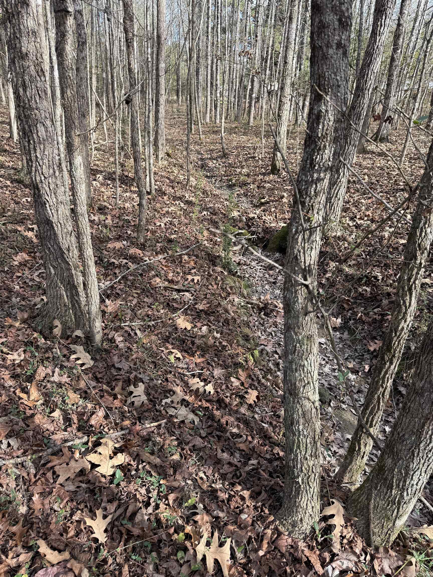 TBD S Highway 11  Star City, AR