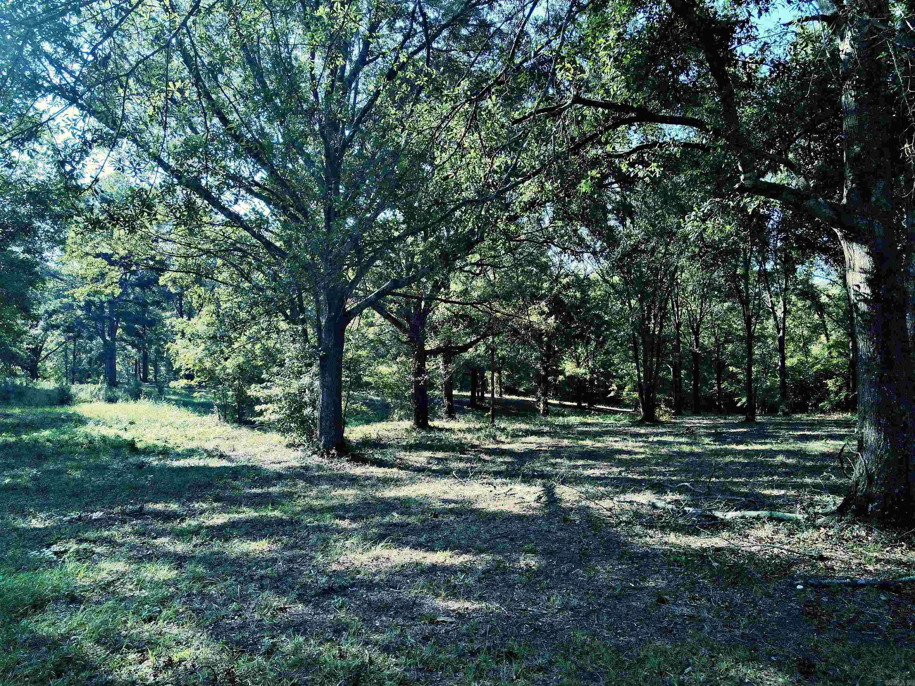 TBD Scottish  Bismarck, AR