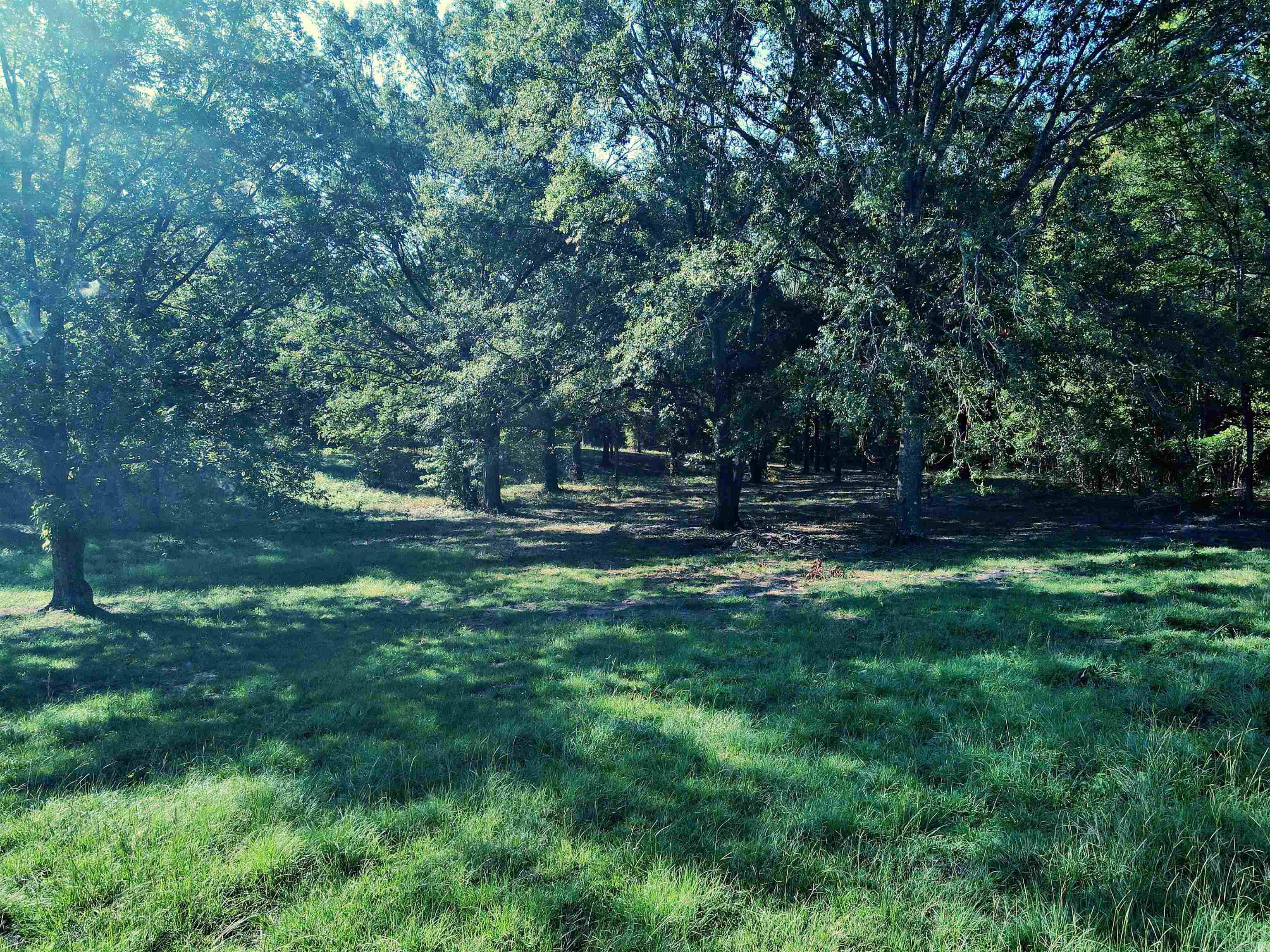 TBD Scottish  Bismarck, AR