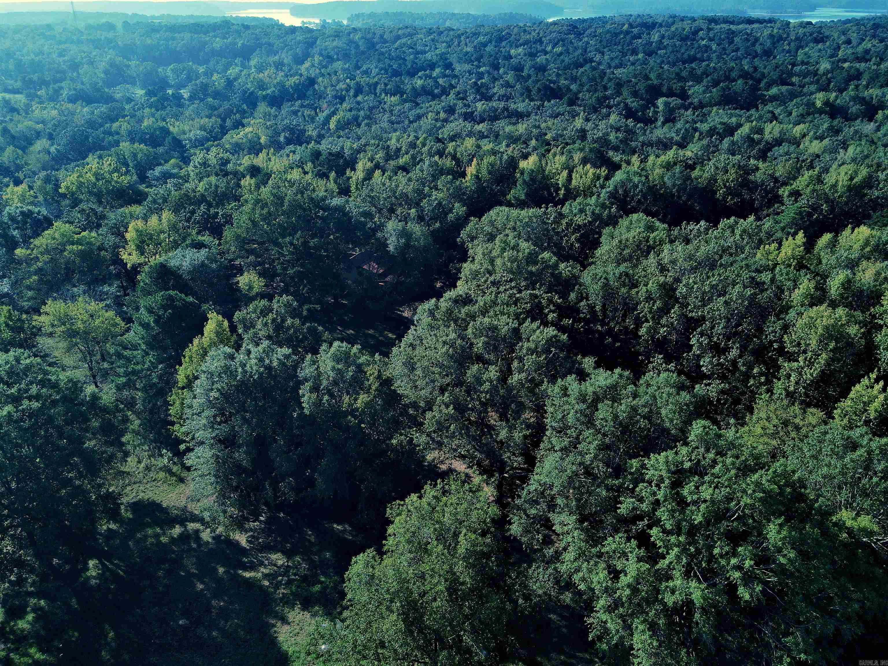 TBD Scottish  Bismarck, AR