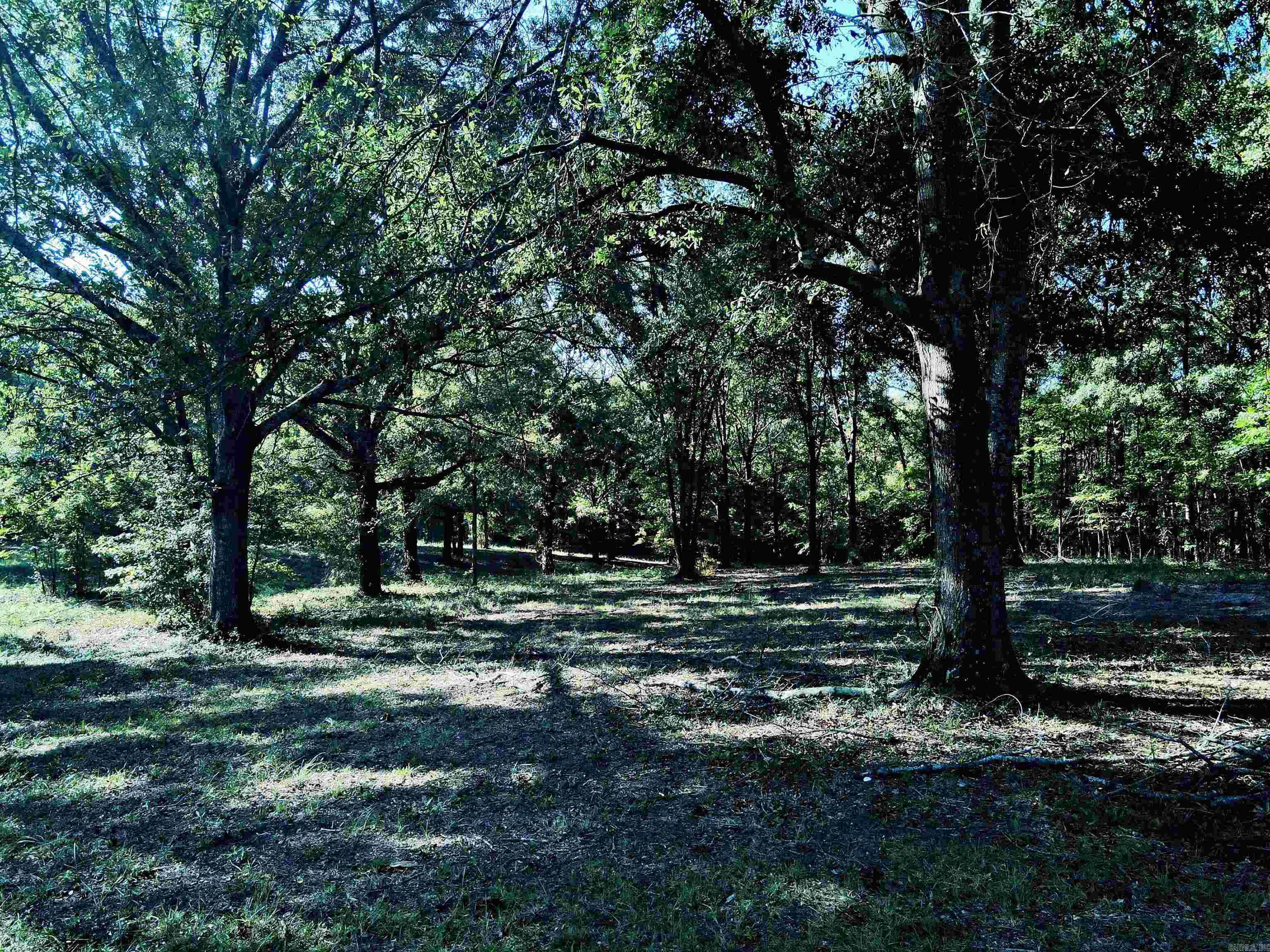 TBD Scottish  Bismarck, AR