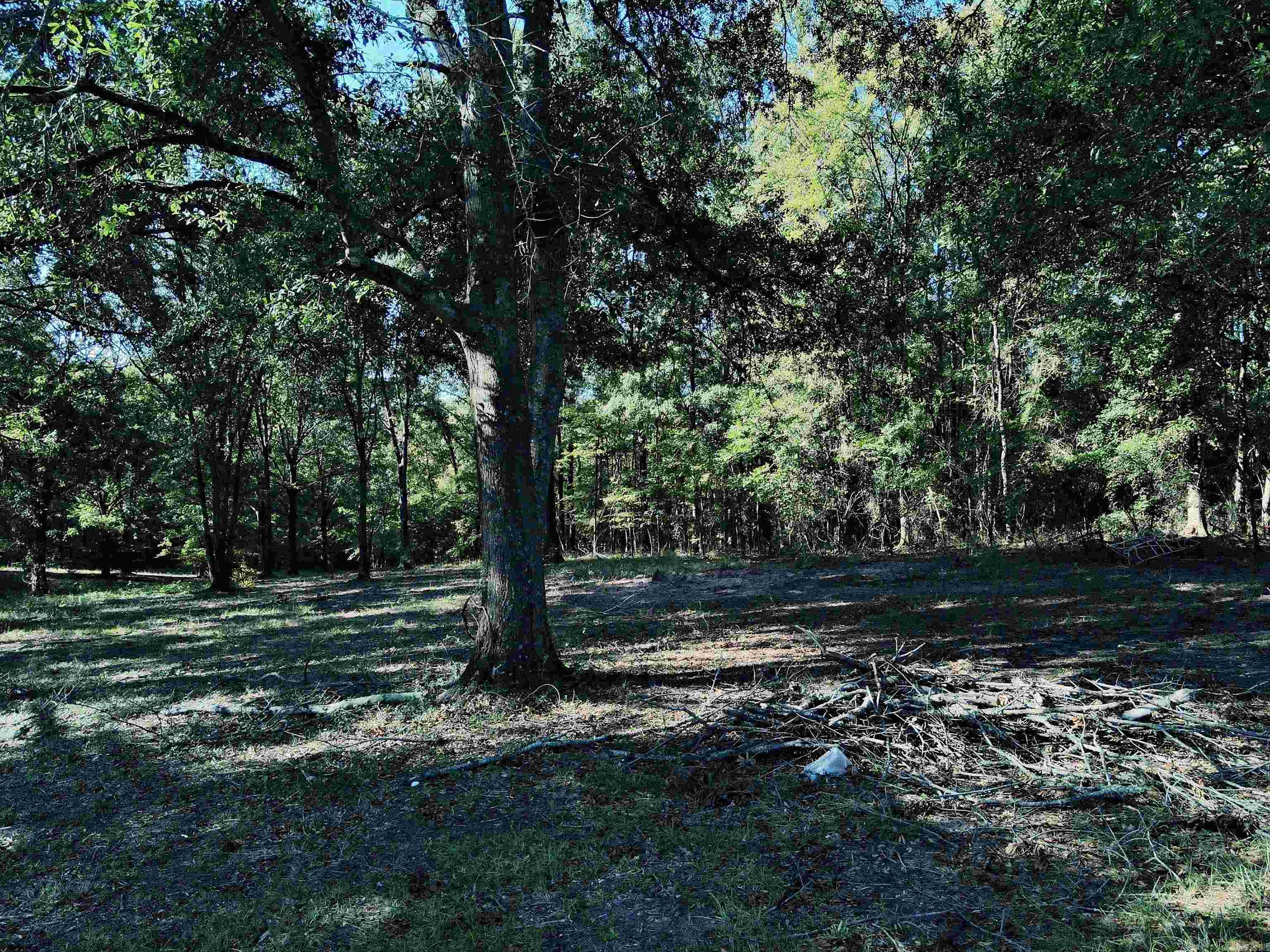 TBD Scottish  Bismarck, AR