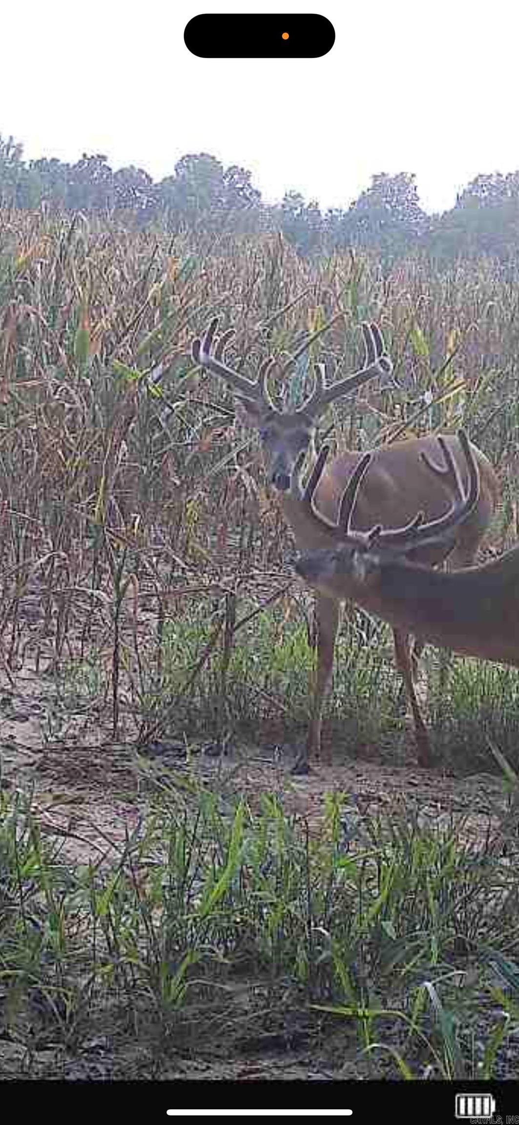 1 CR 457 Road Pollard, AR 72456