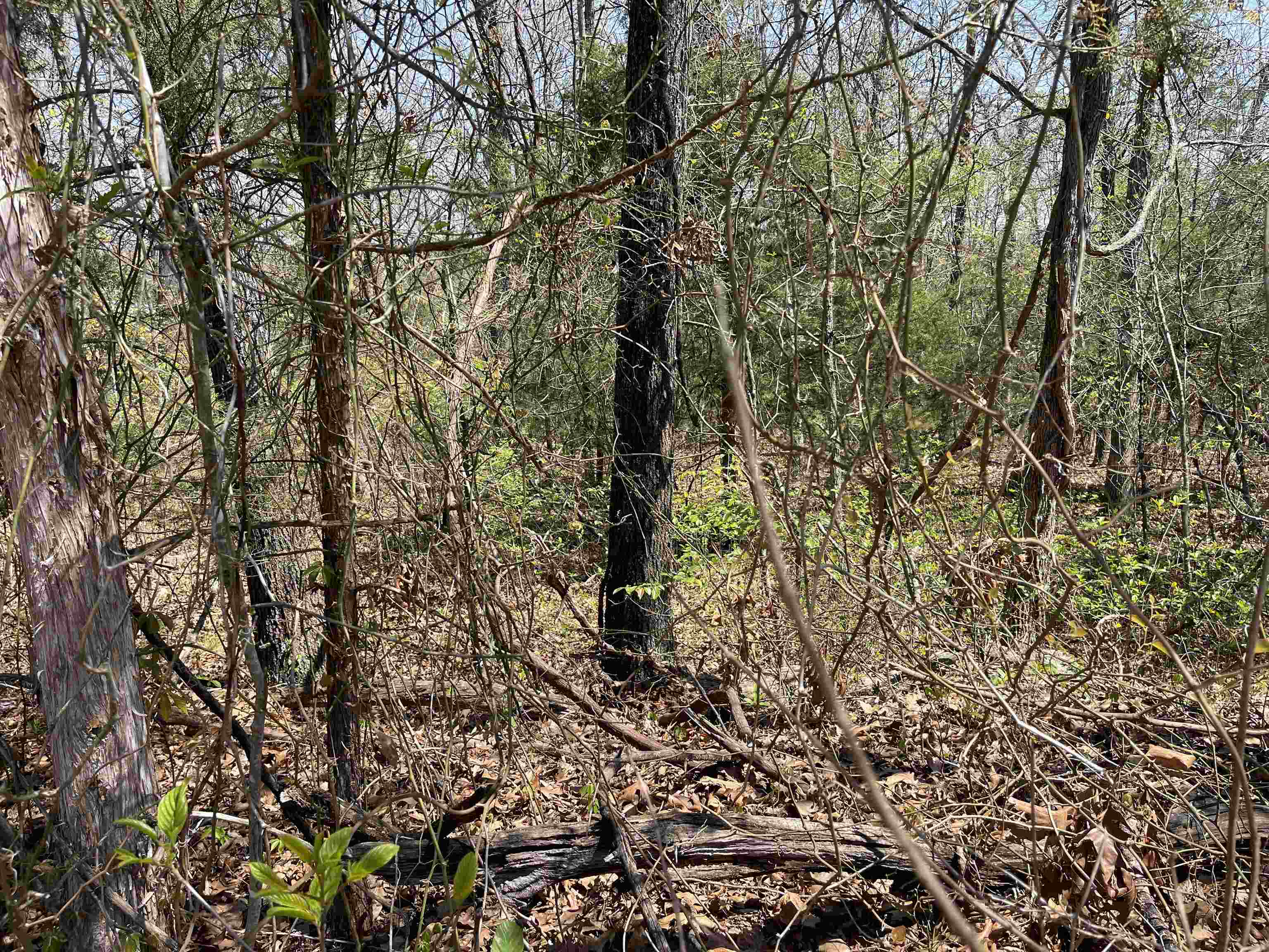 1305 E Indiana Avenue  Horseshoe Bend, AR