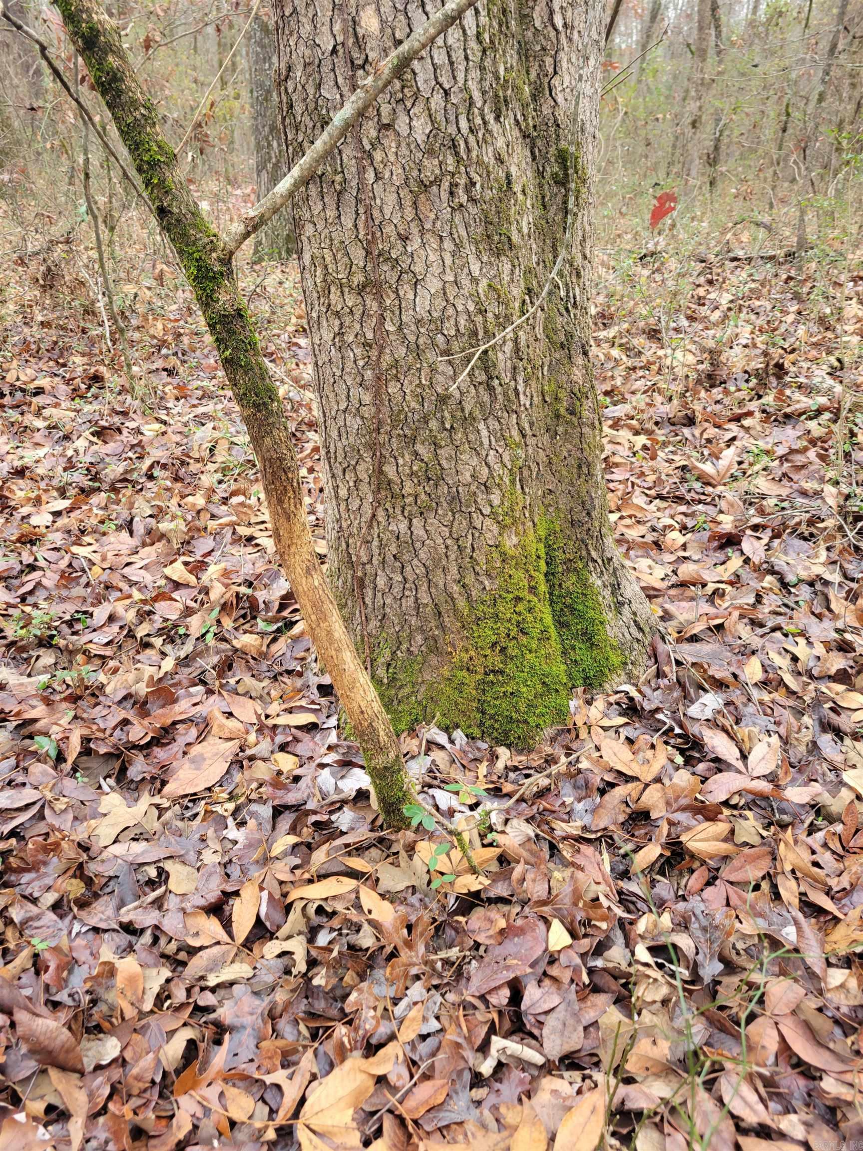 000 McNew Cemetery Rd  Greenbrier, AR