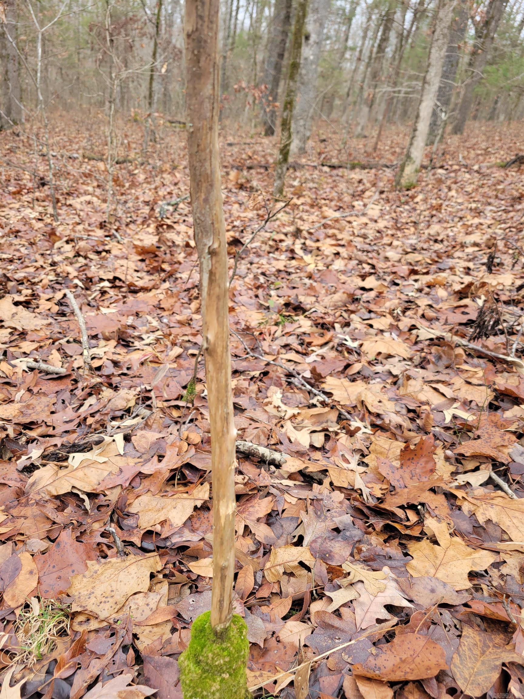 000 McNew Cemetery Rd  Greenbrier, AR