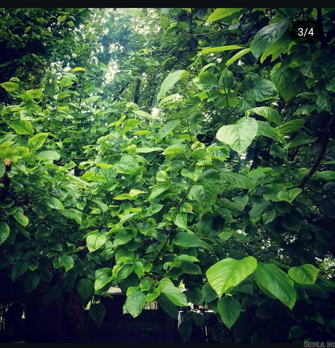 109 S Adams  Mena, AR