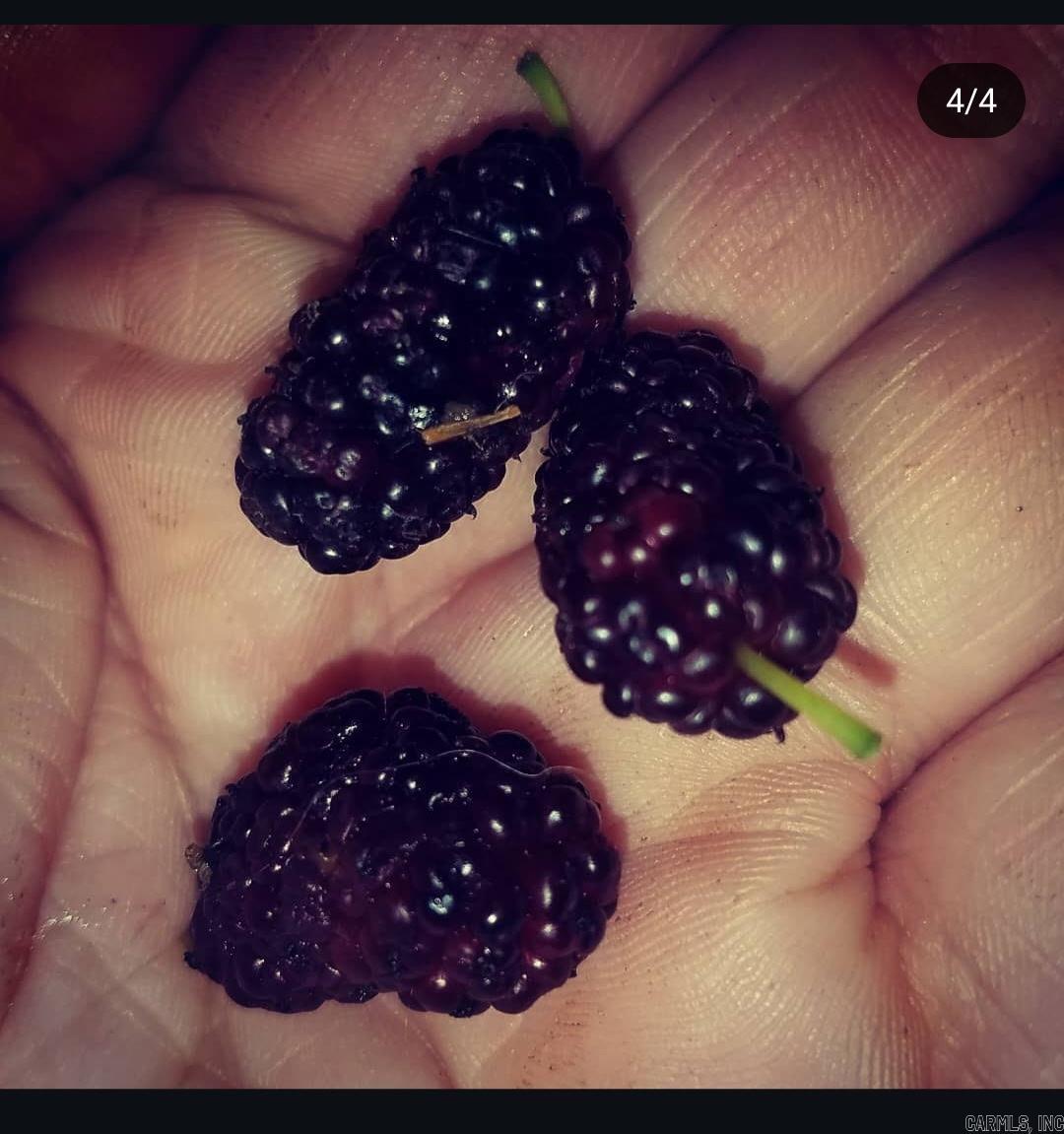 109 S Adams  Mena, AR