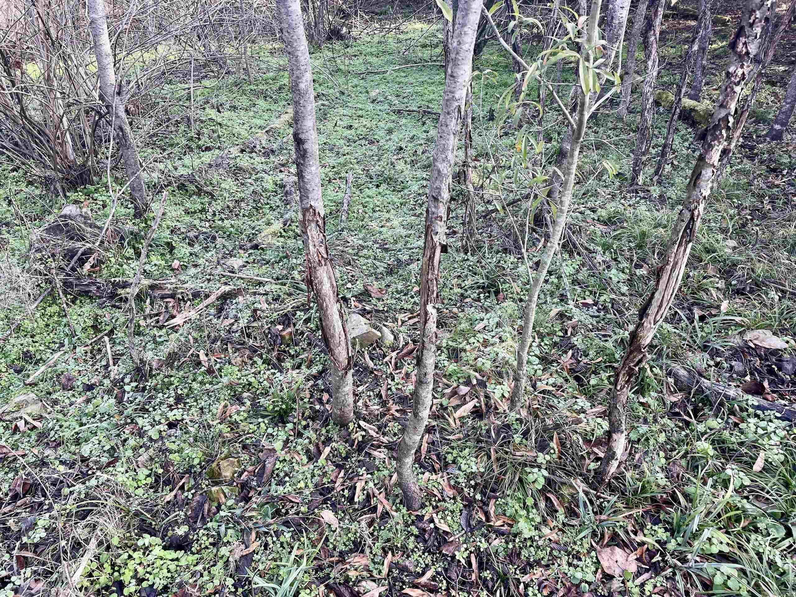 000 Red Hill  Mount Vernon, AR