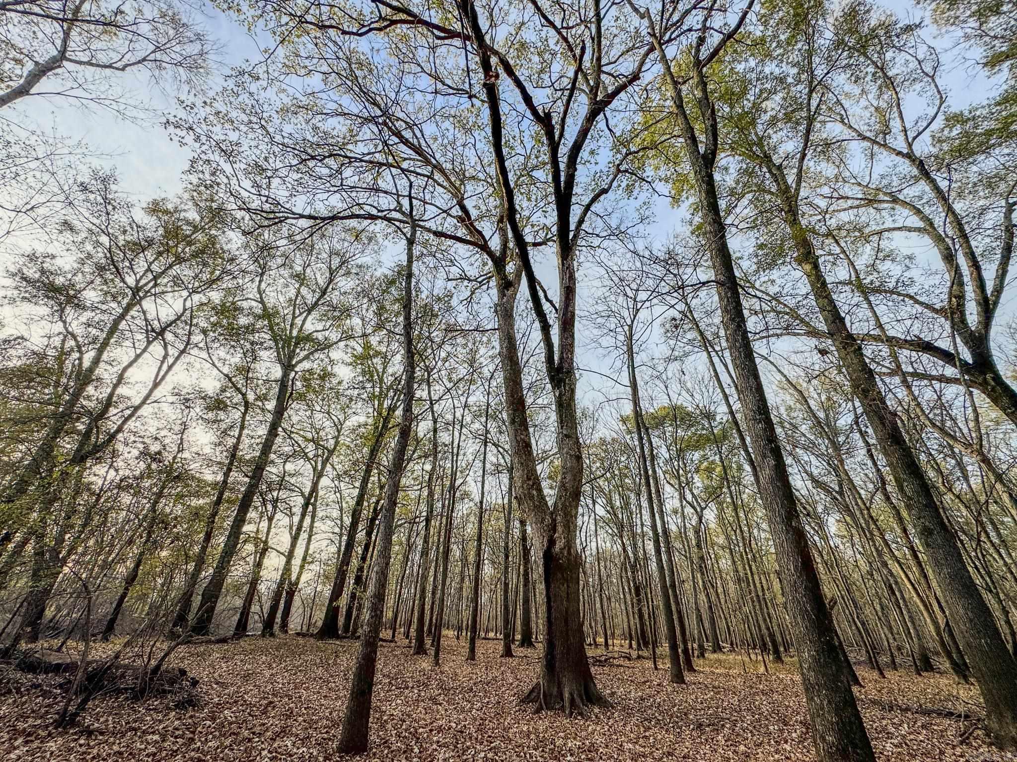  SFC 255  Palestine, AR