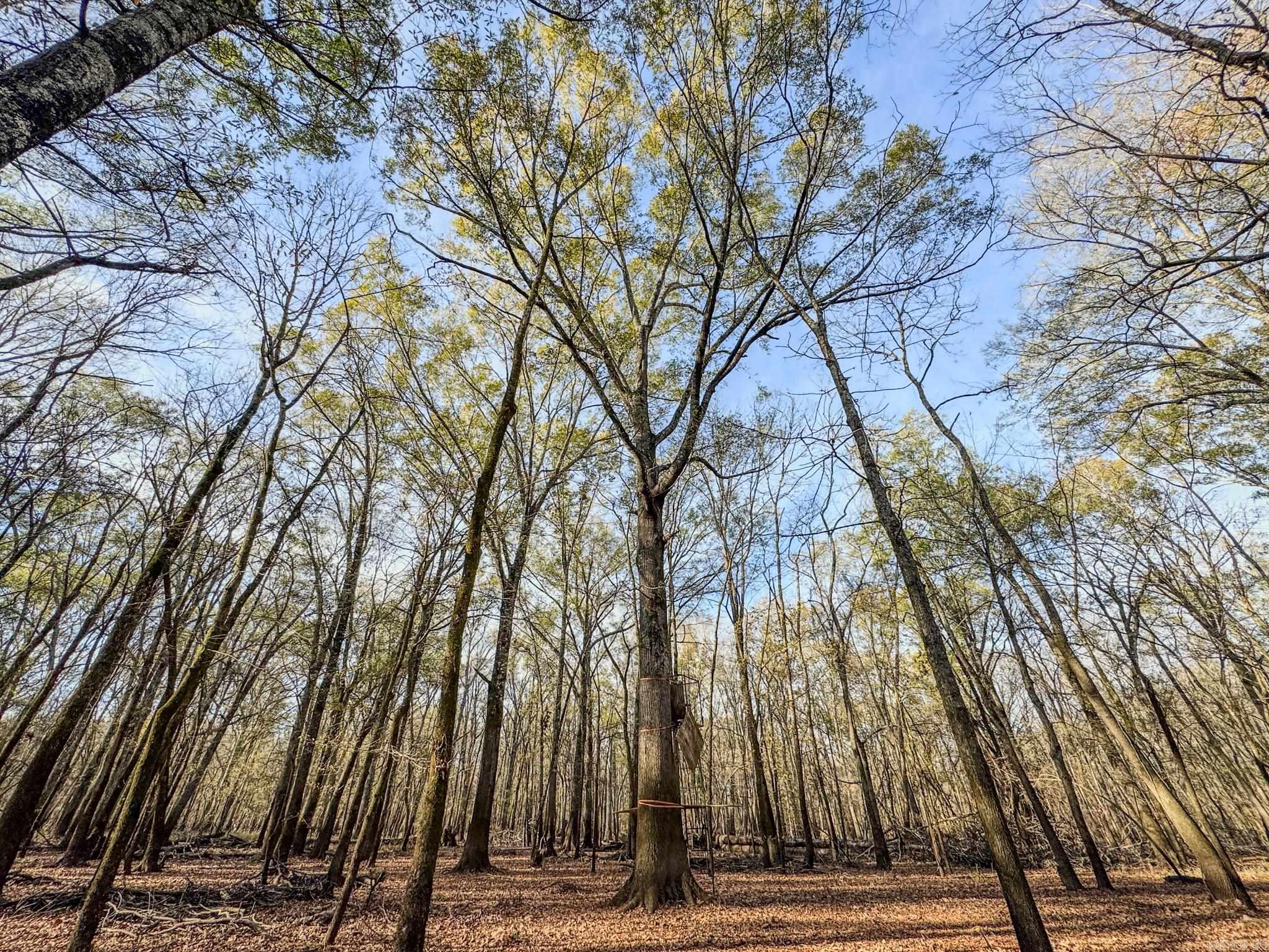  SFC 255  Palestine, AR