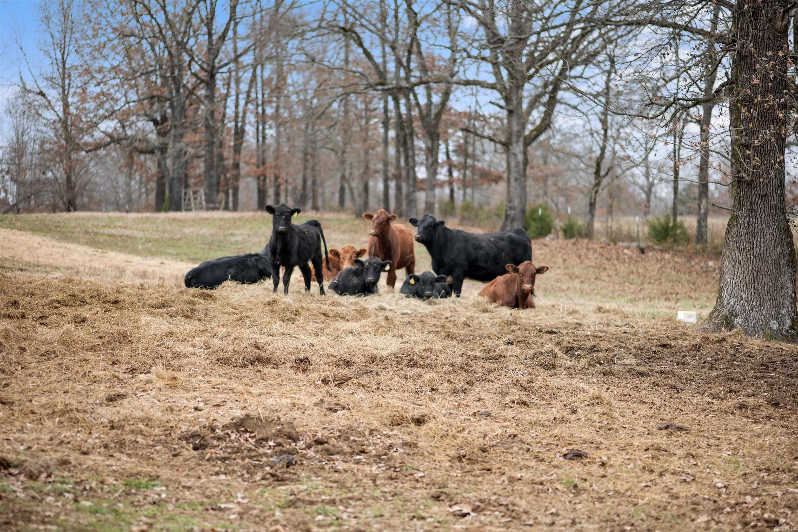 607 Lawrence Road 210  Black Rock, AR