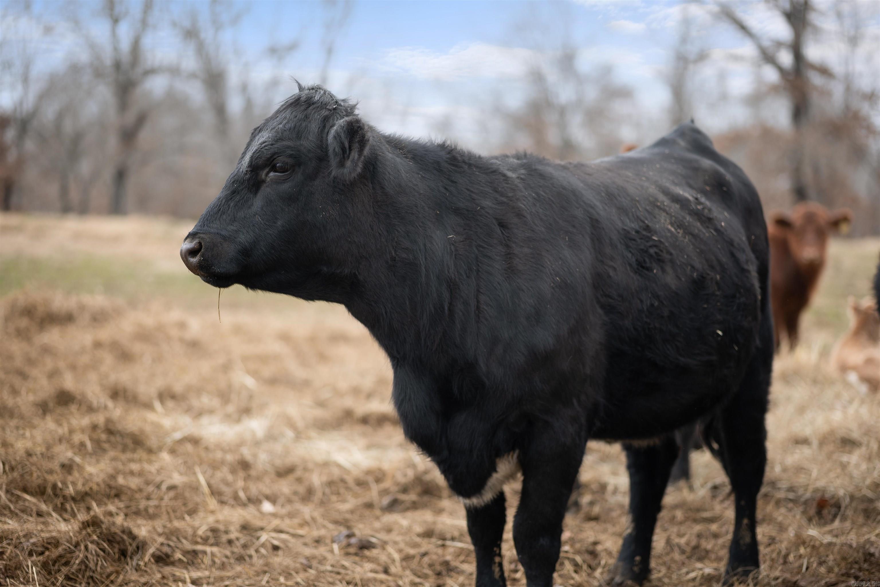 607 Lawrence Road 210  Black Rock, AR