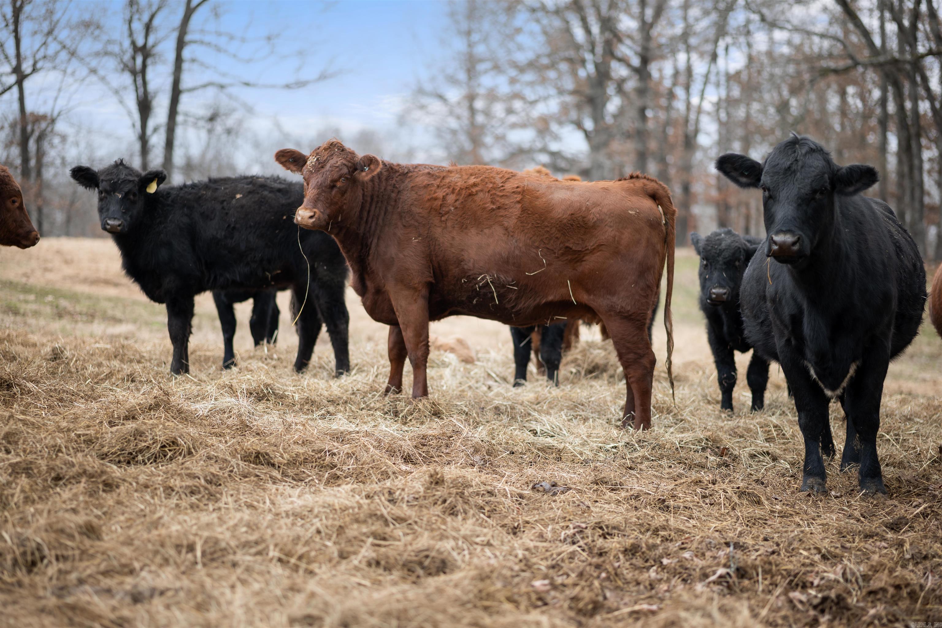 607 Lawrence Road 210  Black Rock, AR