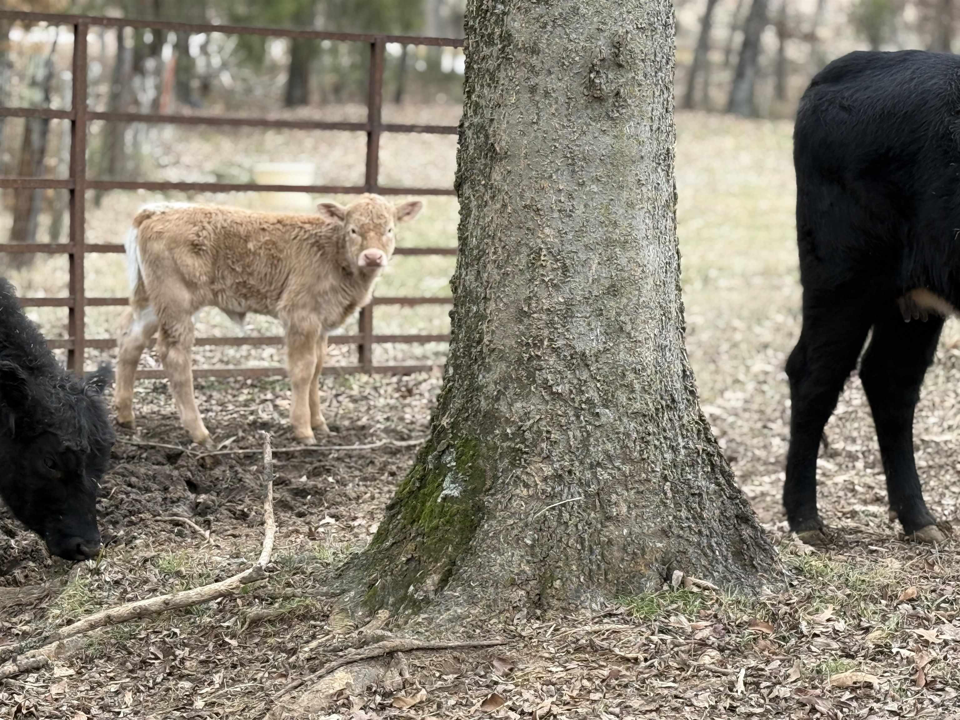 607 Lawrence Road 210  Black Rock, AR