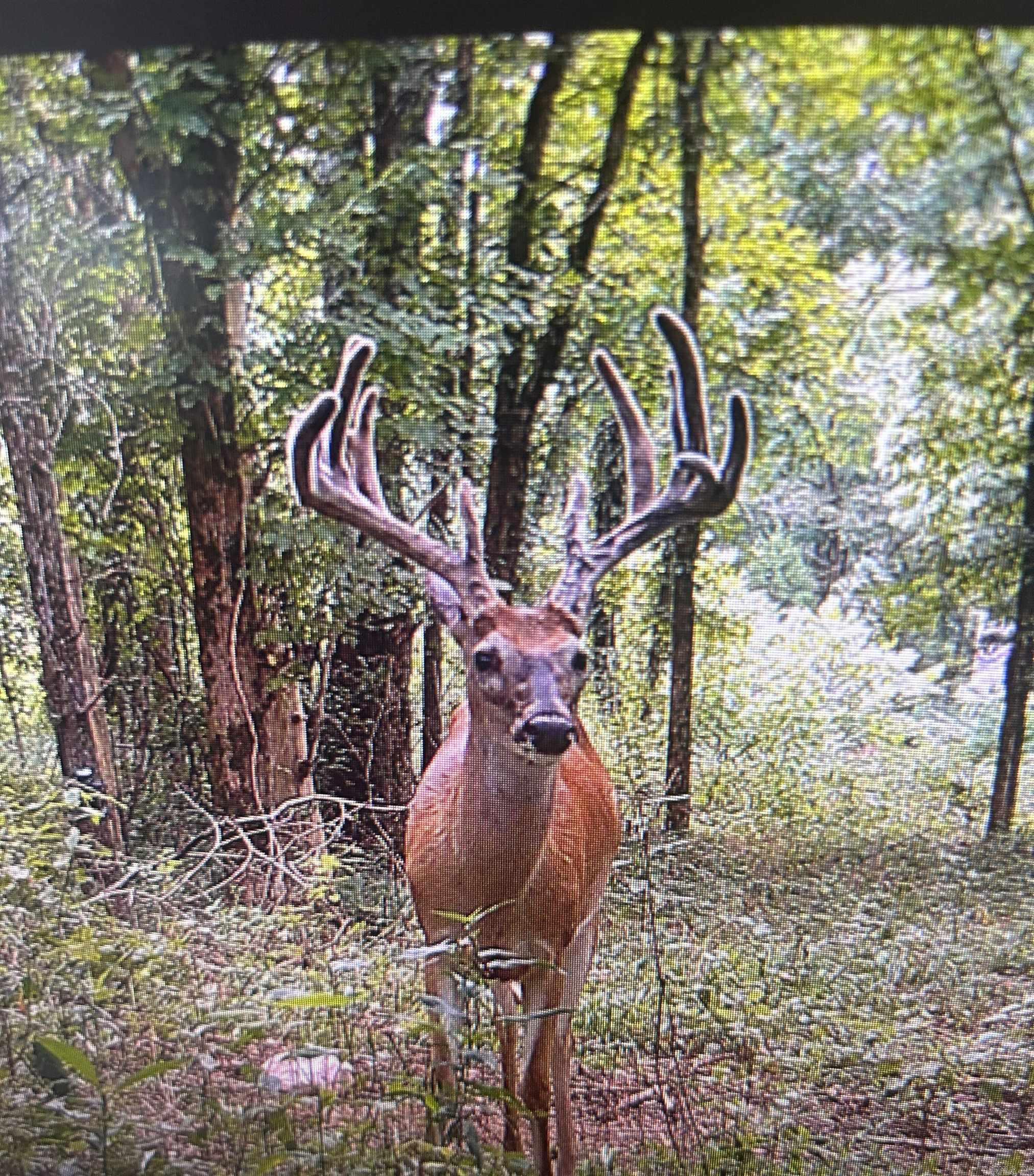 86 Acres Palestine  Warm Springs, AR