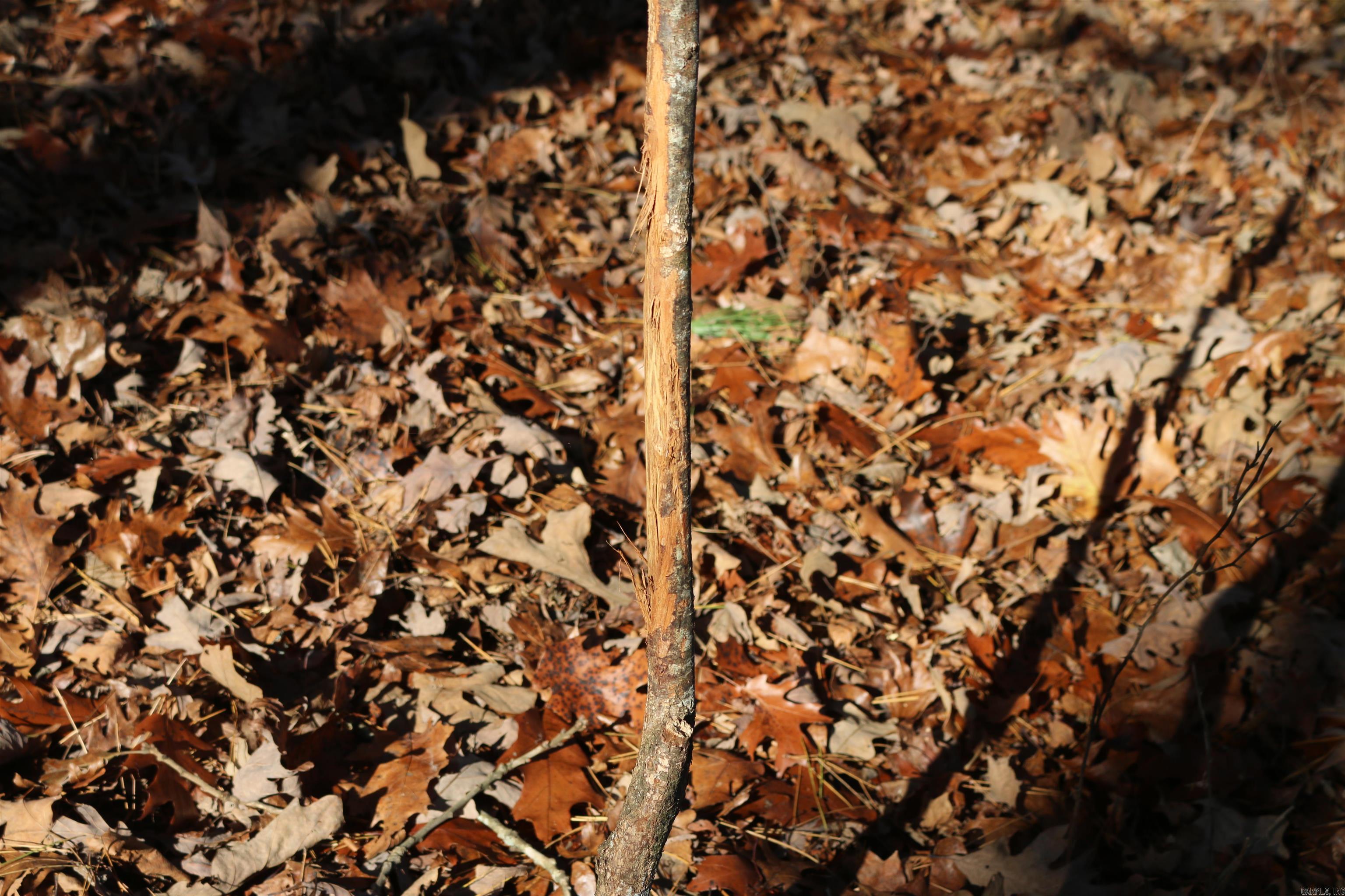 1386 Polk Rd 48  Mena, AR